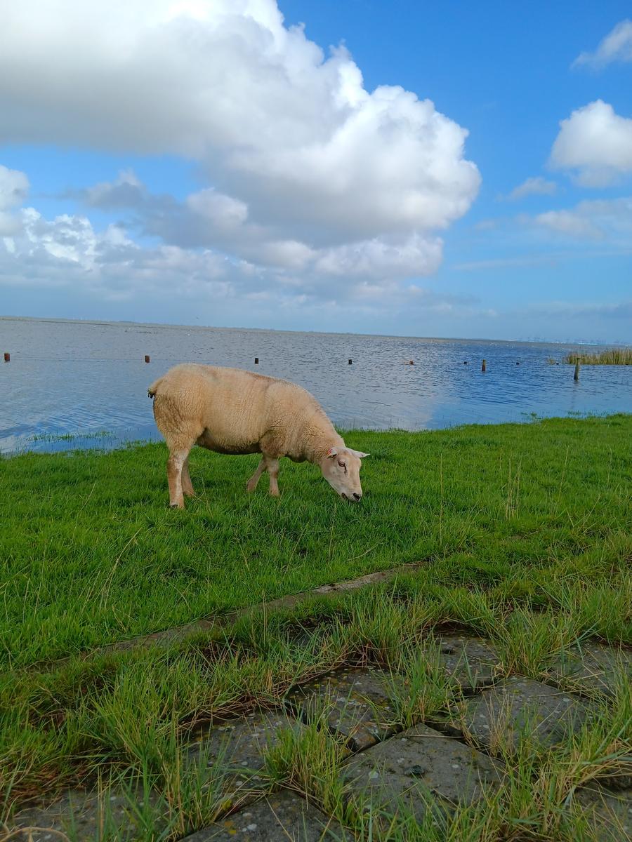 Eine Schaf grasst auf einer grünen Wiese am Ufer eines Gewässers unter einem blauen Himmel mit Wolken.
