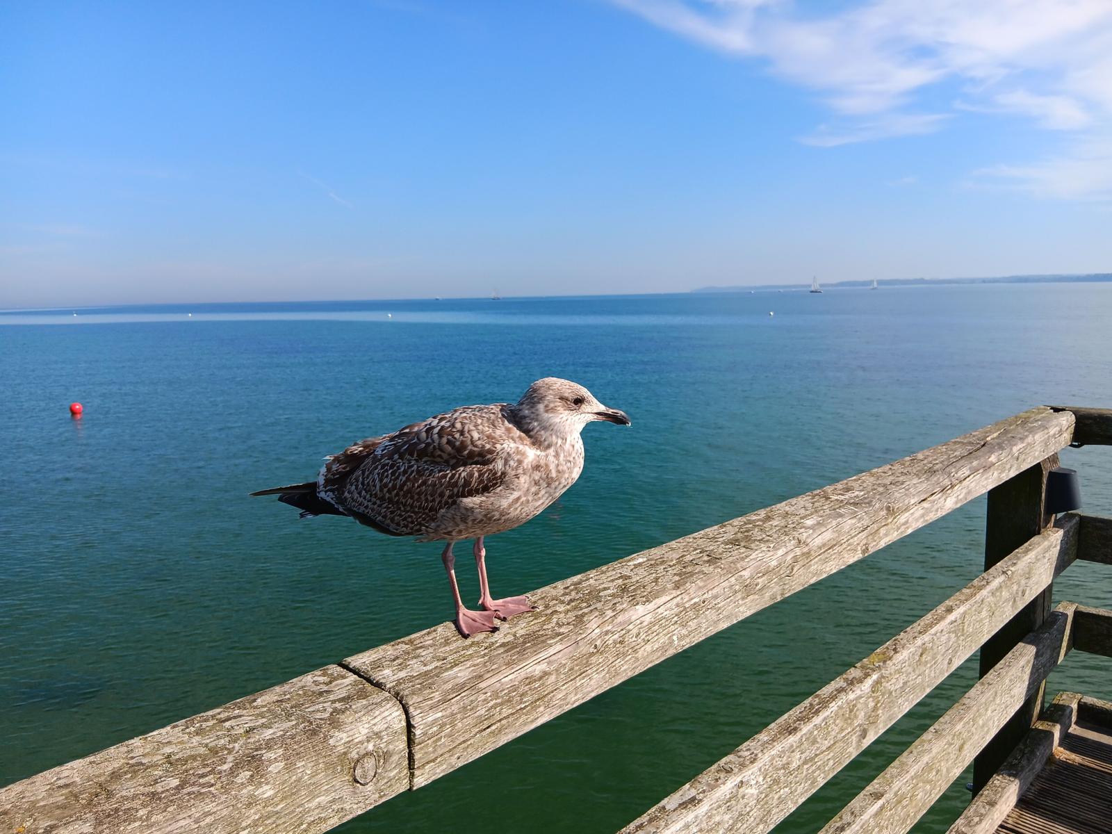 Eine Möwe steht auf einem hölzernen Geländer am Wasser.