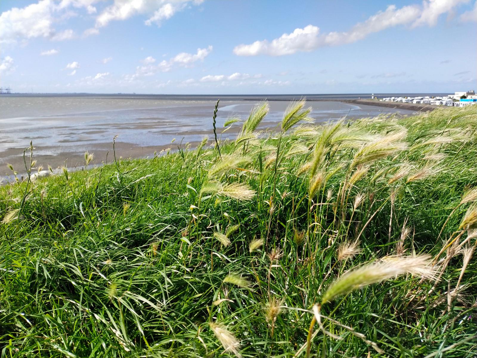 Grasland mit Strohblumen am Strand unter blauem Himmel