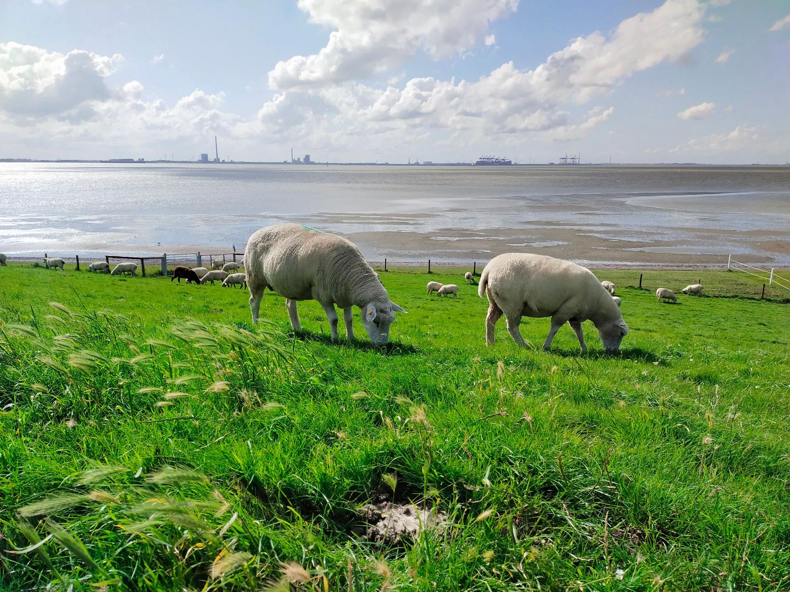 Schafe grasen auf grünem Feld neben Wasser und Industrie im Hintergrund.