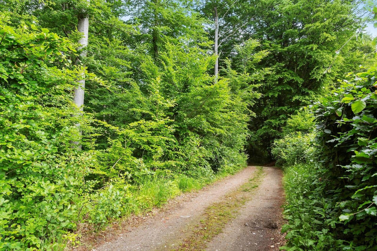 Ein Waldweg führt durch dichtes Grün mit hohen Bäumen und Sträuchern.