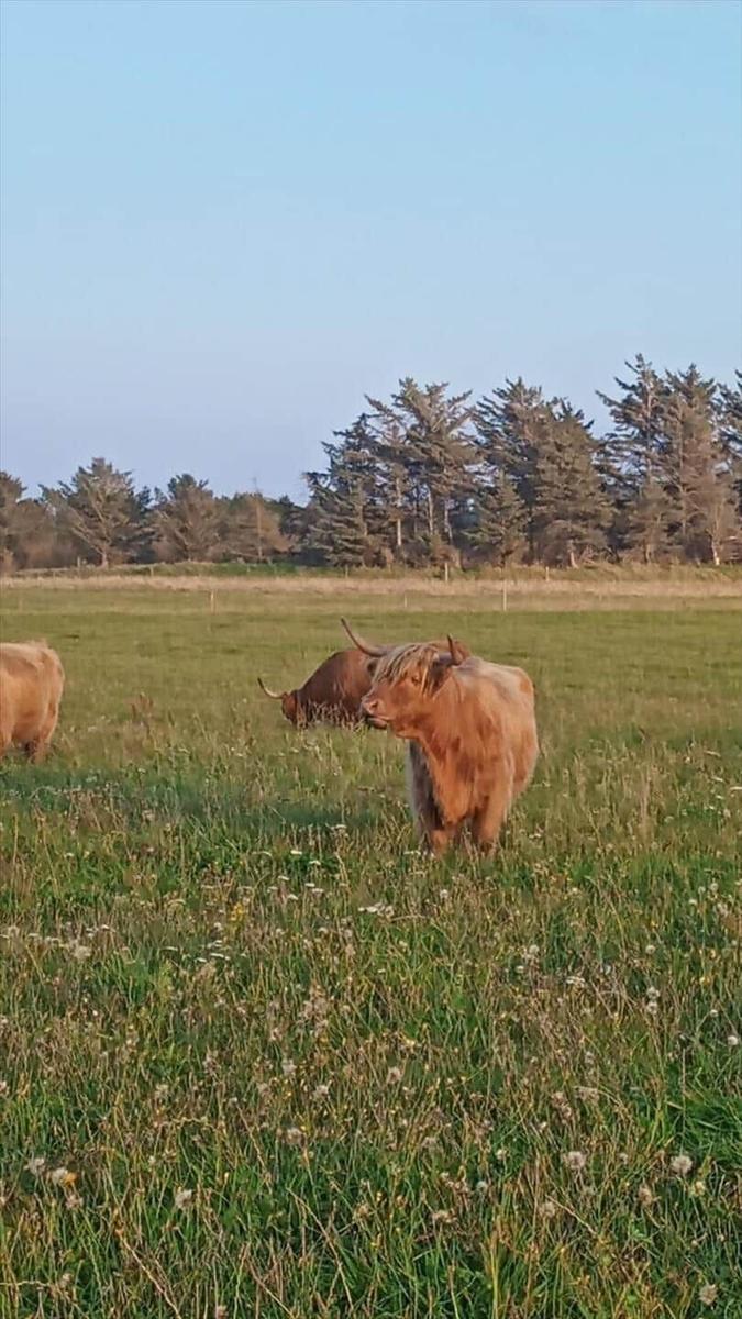 Zwei Hochlandrinder grasen in einem grünen Feld mit Bäumen im Hintergrund.