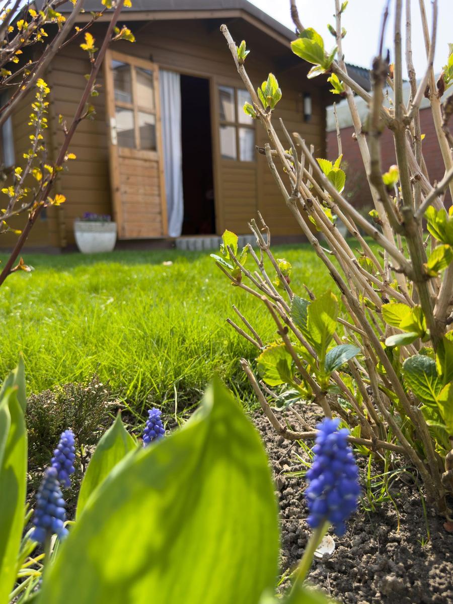 Behind a garden with blue flowers stands a small wooden house with an open door.