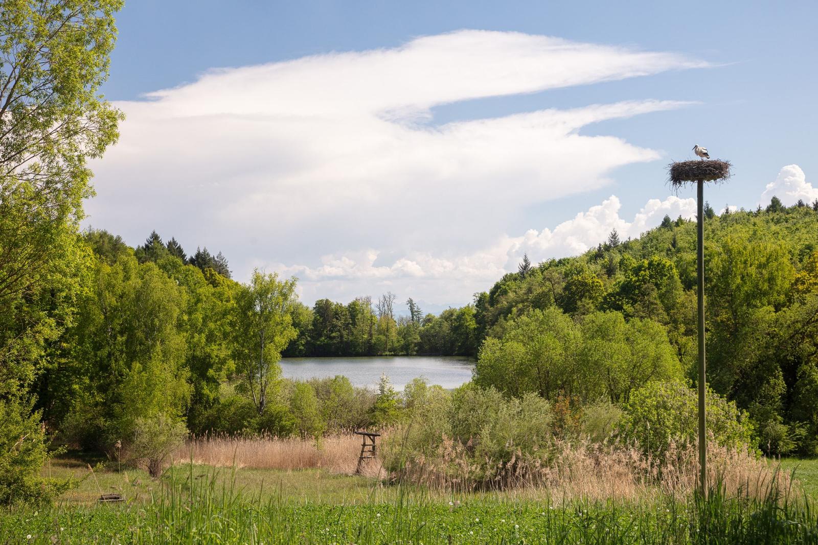 Ein Storch sitzt auf einem Nest an einem Pfosten. Im Hintergrund ist ein See und Wald zu sehen.
