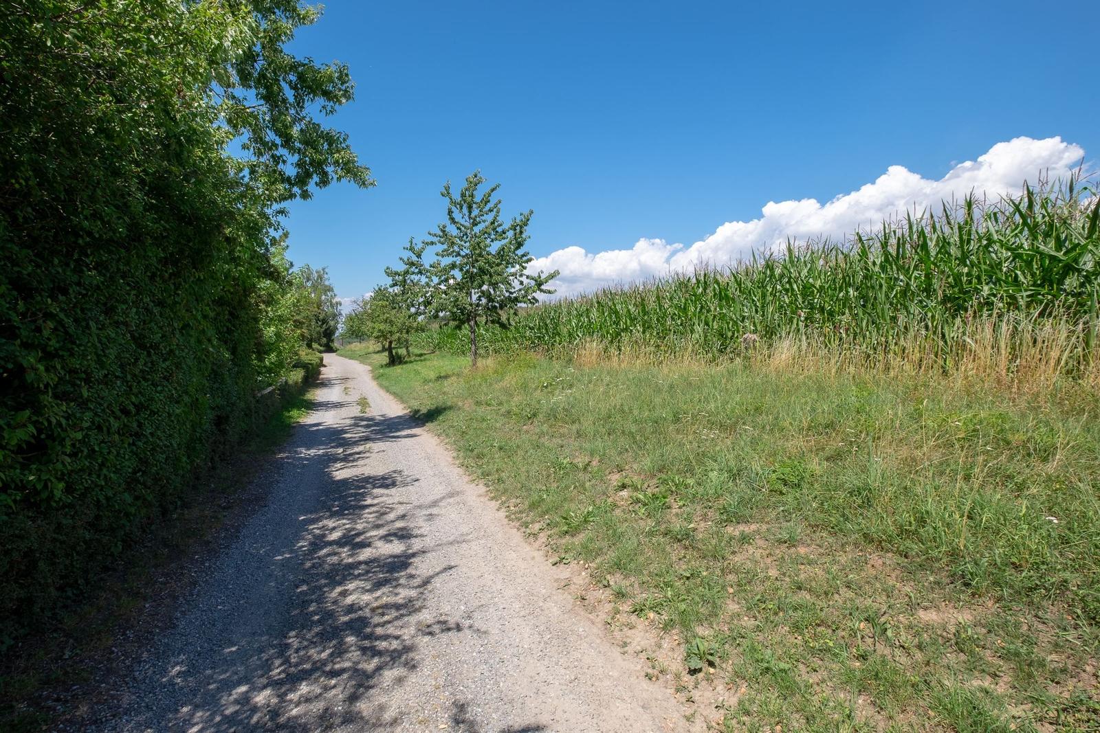 Gepflasterter Weg durch Grünland mit Maisfeld und Bäumen unter blauem Himmel.