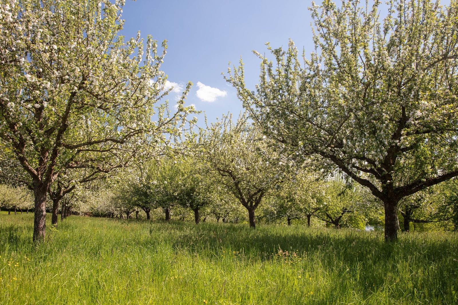 Blühende Obstbäume in einer grünen Wiese unter blauem Himmel.