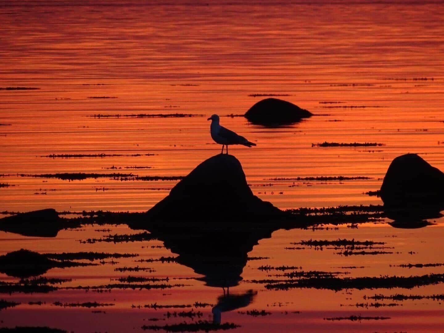 A seagull stands on a rock in the water at sunset.