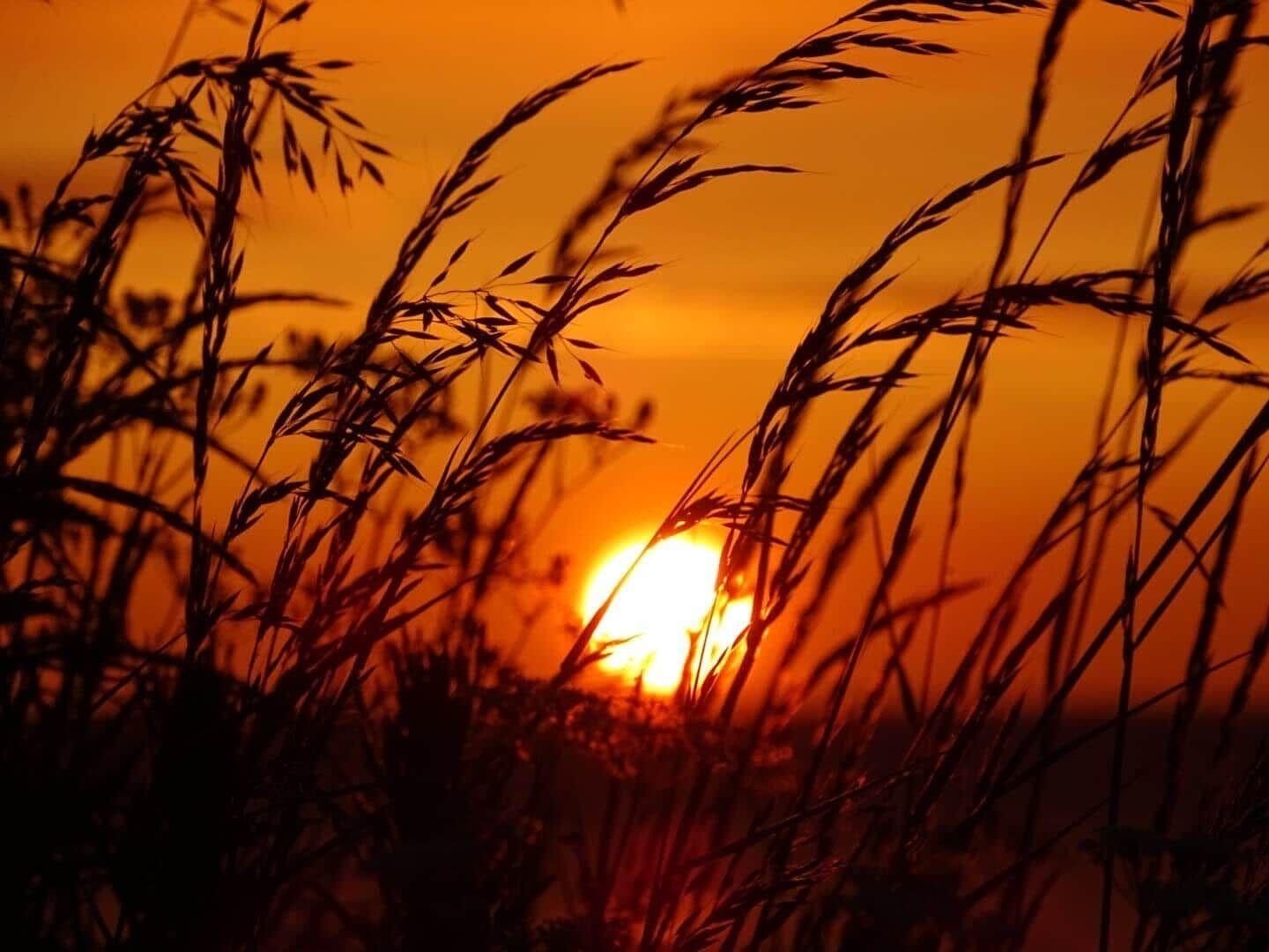 Sunset behind tall grass, warm colors on the horizon.