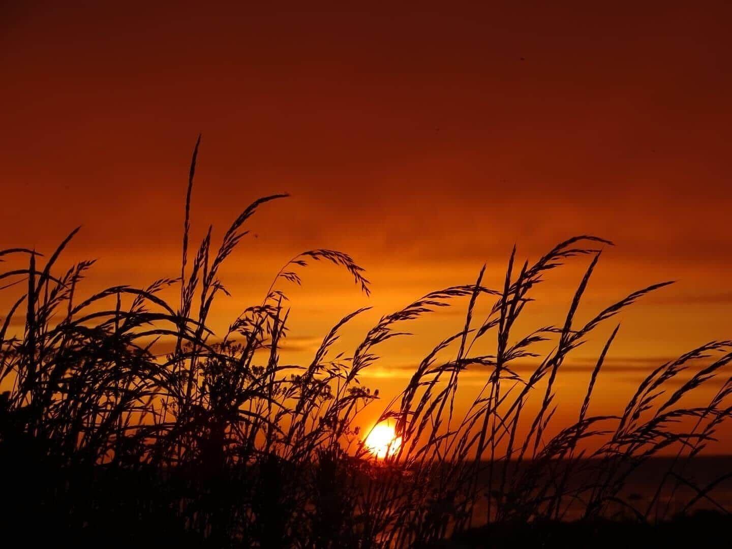 Sunset behind grass stalks, orange sky, sea in the background.