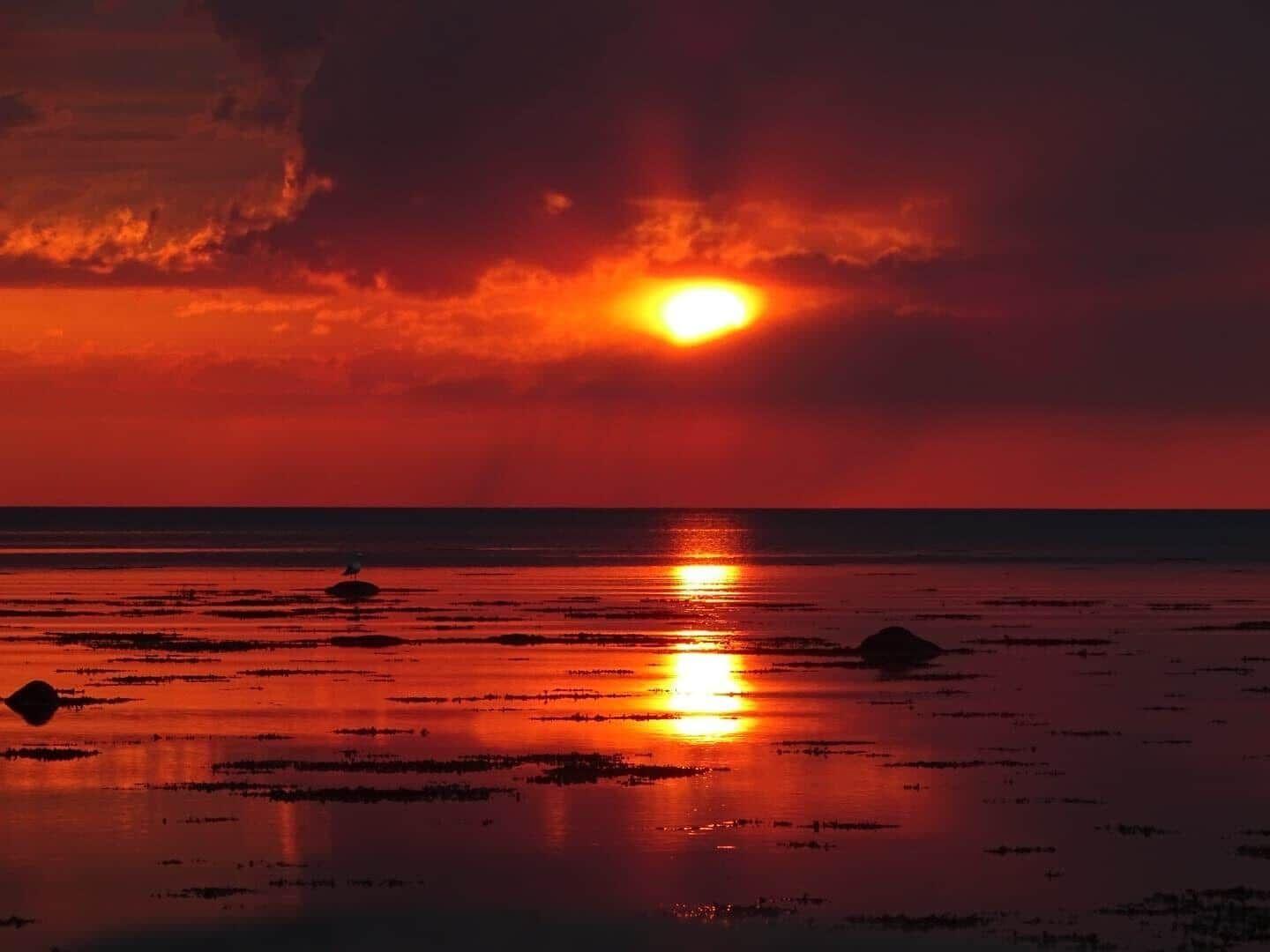 Sunset over the sea with rocks and a bird in the foreground.
