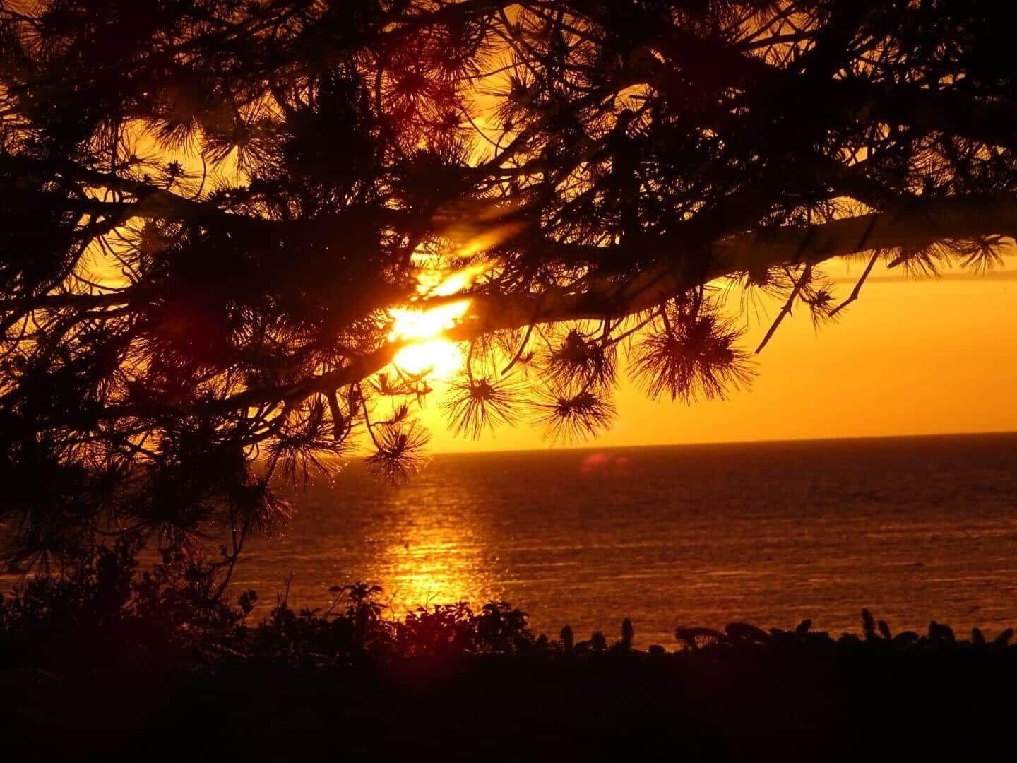 Sunset over the sea, viewed through pine tree branches.