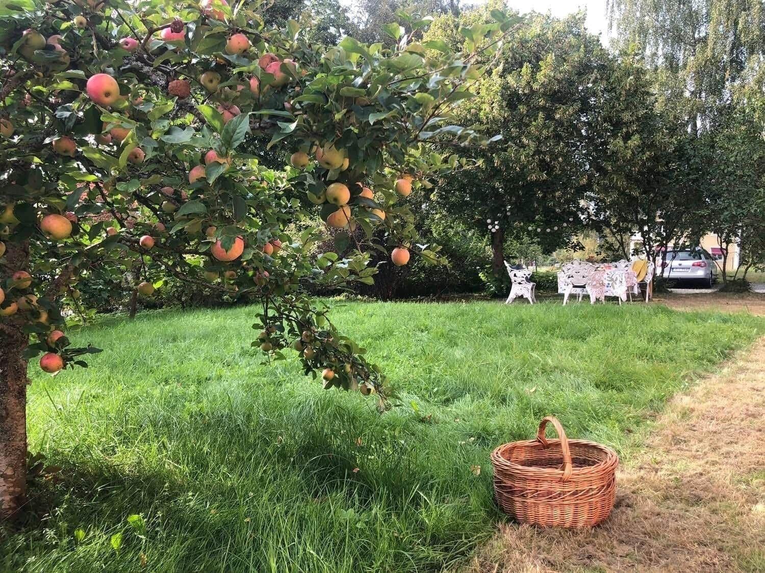 Ein Apfelbaum mit reifen Früchten und ein Korb stehen auf einer Wiese.