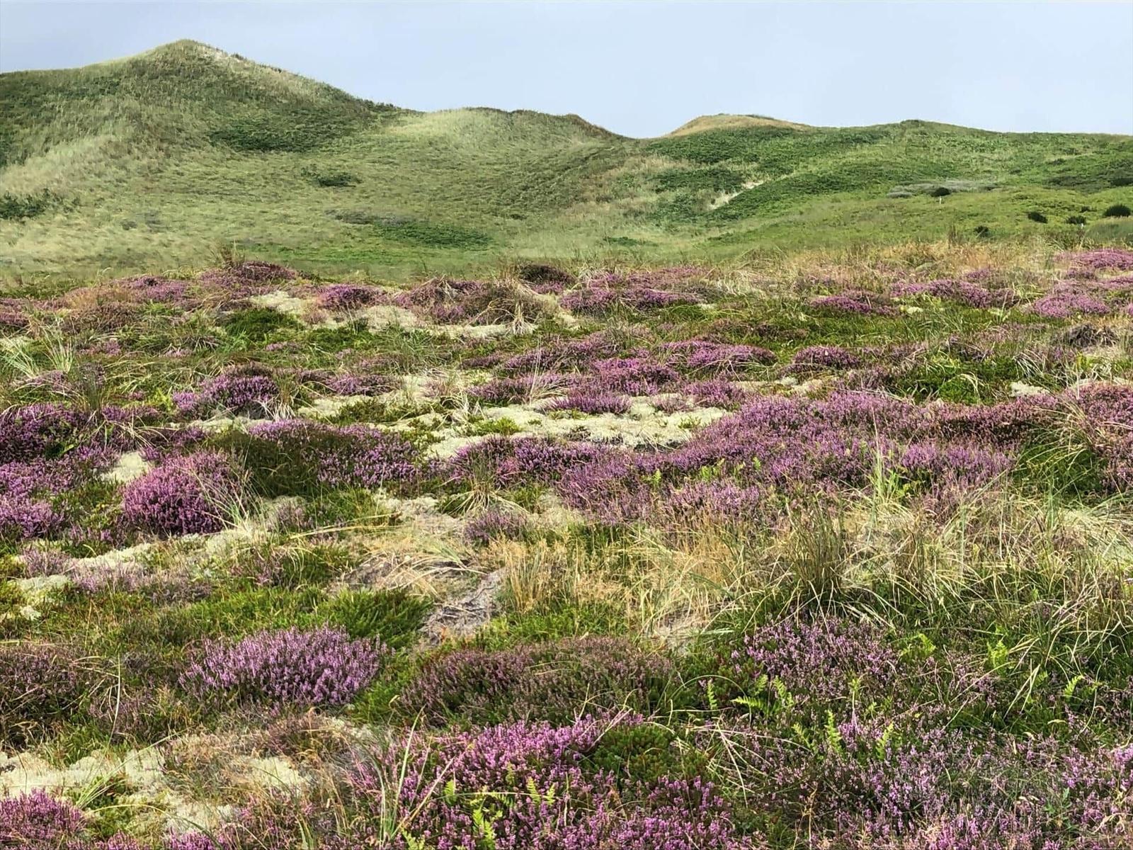 Grüne Hügel mit lila Heideblüten und Gras. Natürlicher Landschaftsblick.