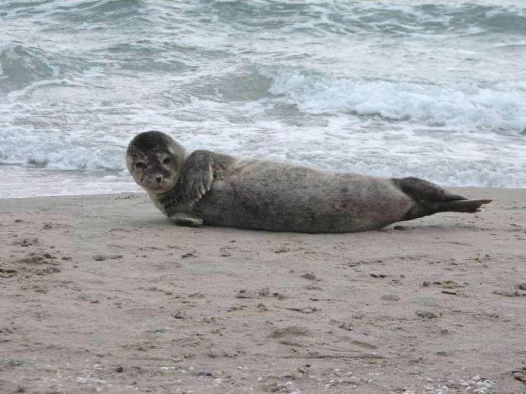 Eine Seehund liegt am Strand, während Wellen an den Uferbereich rollen.