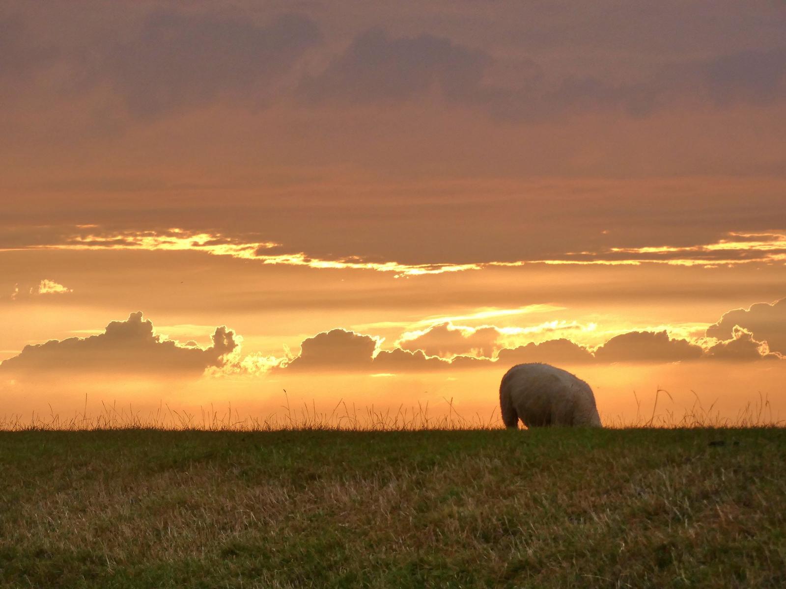 Ein Schaf grasst auf einer Wiese bei Sonnenuntergang mit orangefarbenem Himmel und Wolken.