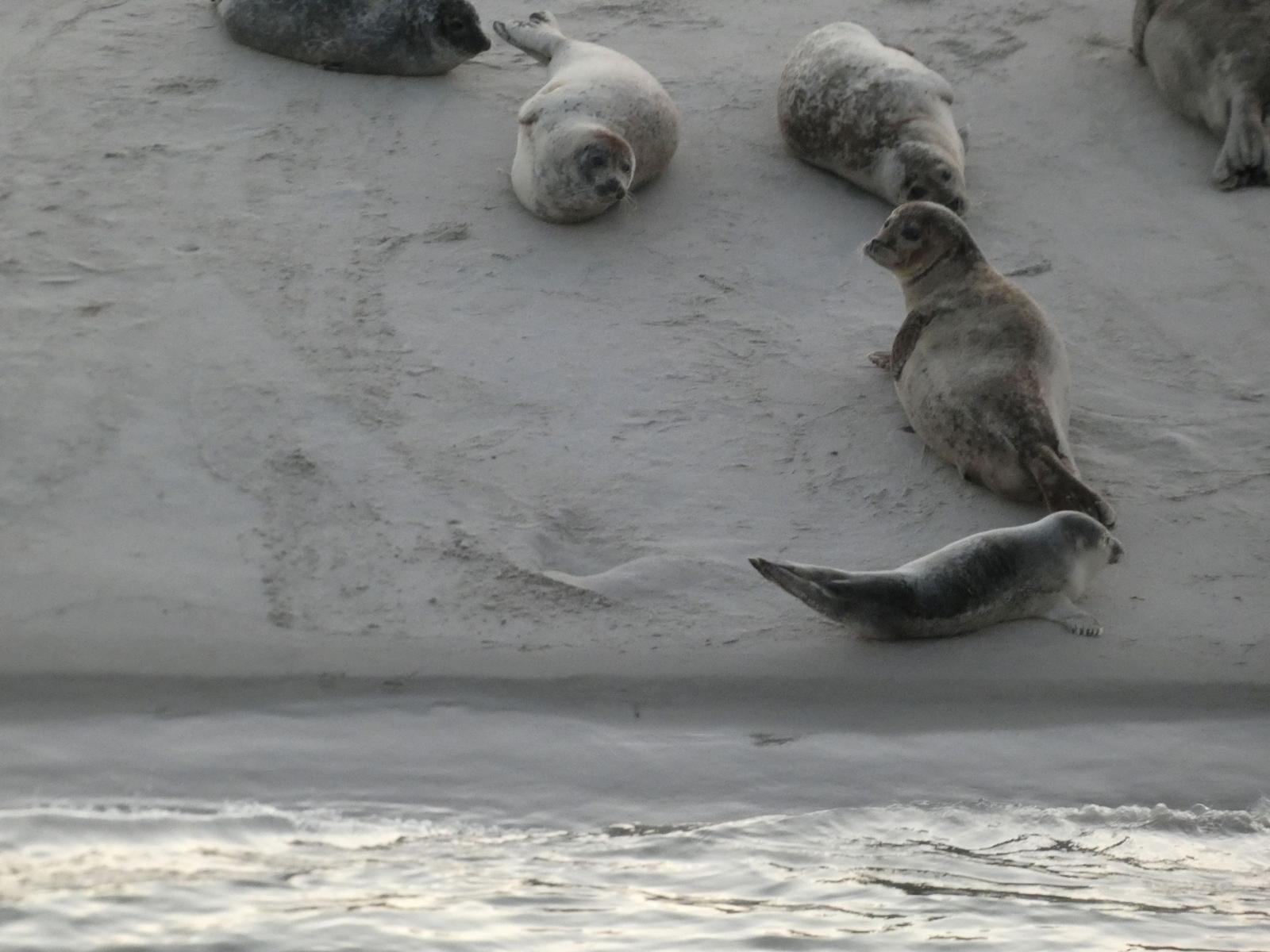 Meeresschildkröten ruhen auf dem Strand. Wellen schlagen sanft ans Ufer.