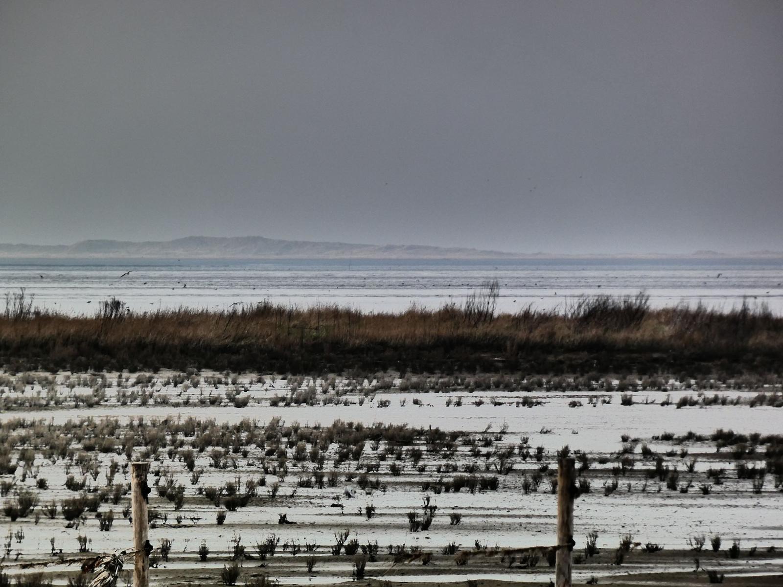 Schneebedecktes Flachland mit trockenem Gras und einem See im Hintergrund.