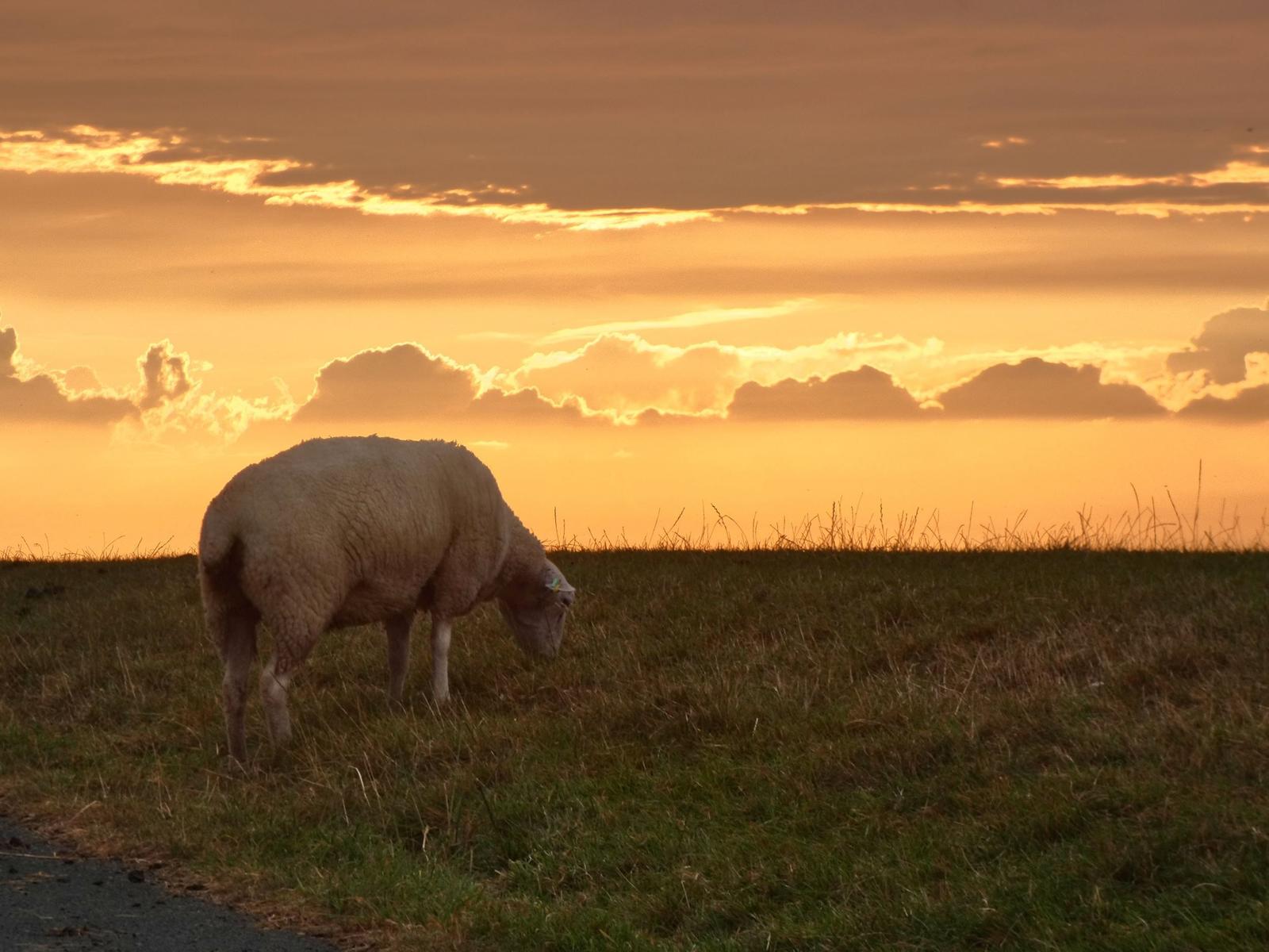 Ein Schaf grasst auf einer Wiese bei Sonnenuntergang mit orangefarbenem Himmel.