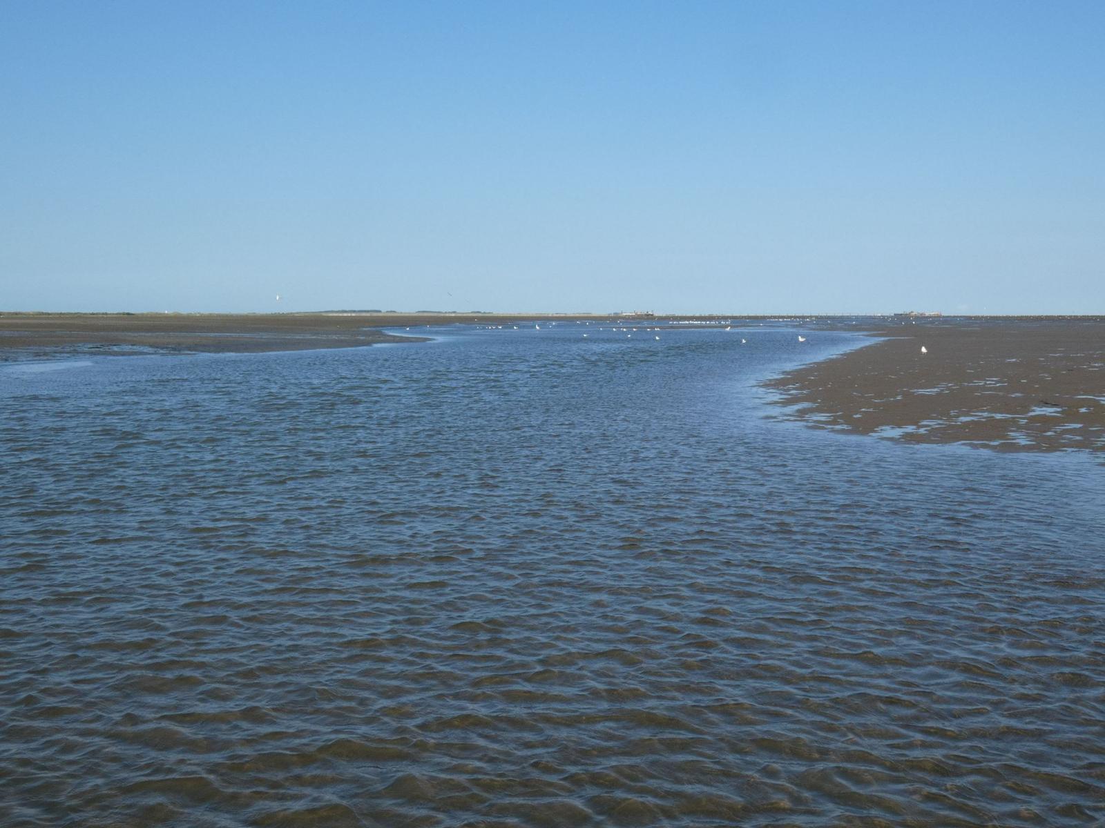 Wasserflächen mit Wattgebieten und Vögeln unter klarem Himmel.