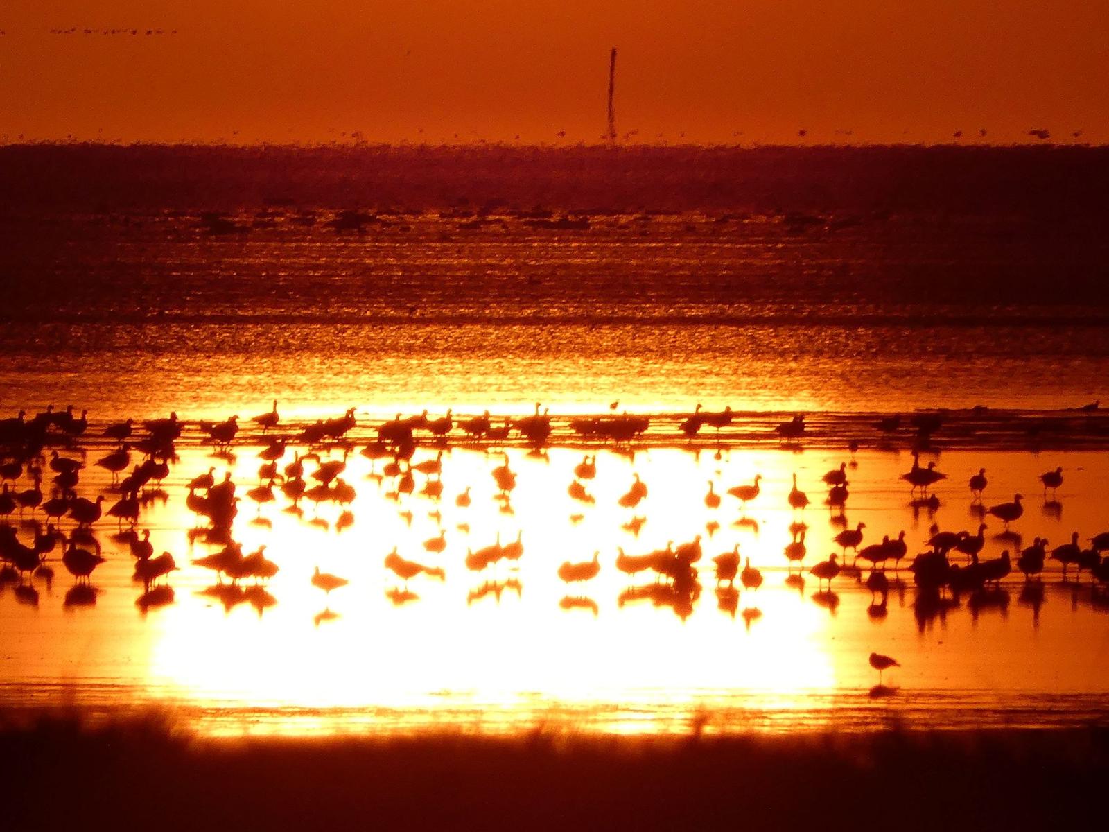 Viele Vögel stehen im Wasser bei Sonnenuntergang mit orangefarbenem Himmel und Reflexion.