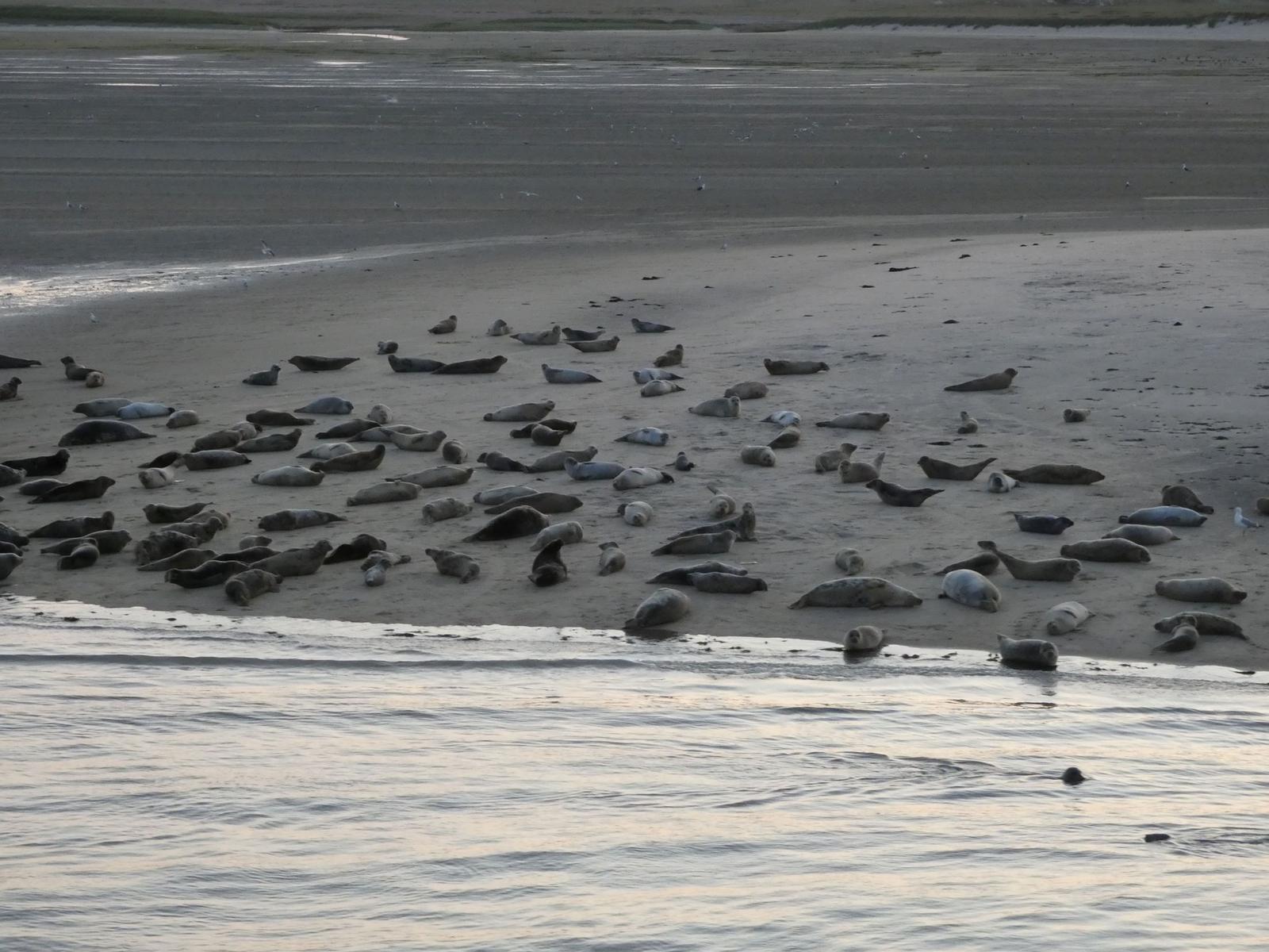 Viele Seehunde ruhen sich am Strand aus, während sanftes Wasser die Küste umspült.
