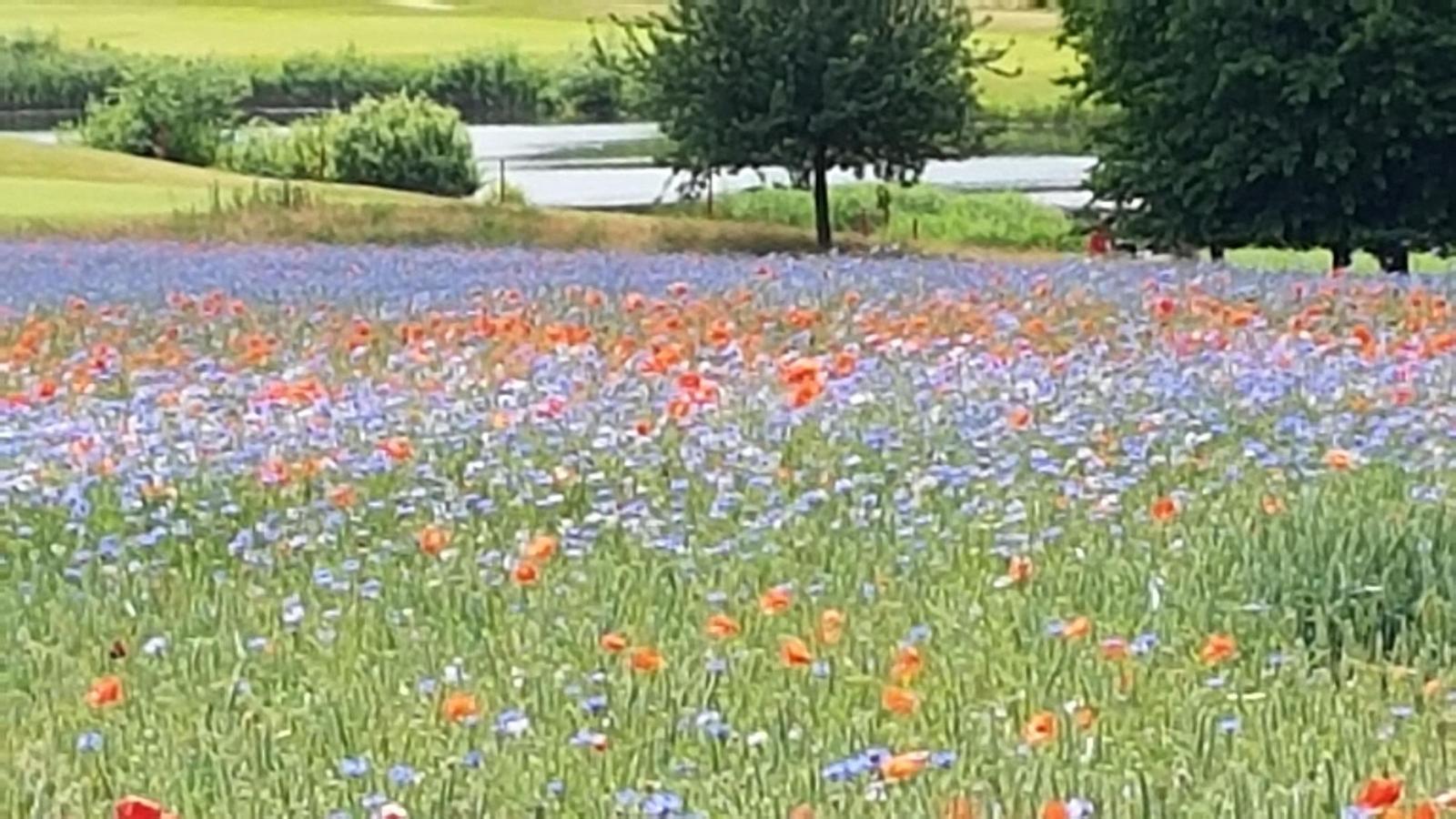 Blumenfeld mit roten und blauen Blumen, Gras und Bäumen im Hintergrund.