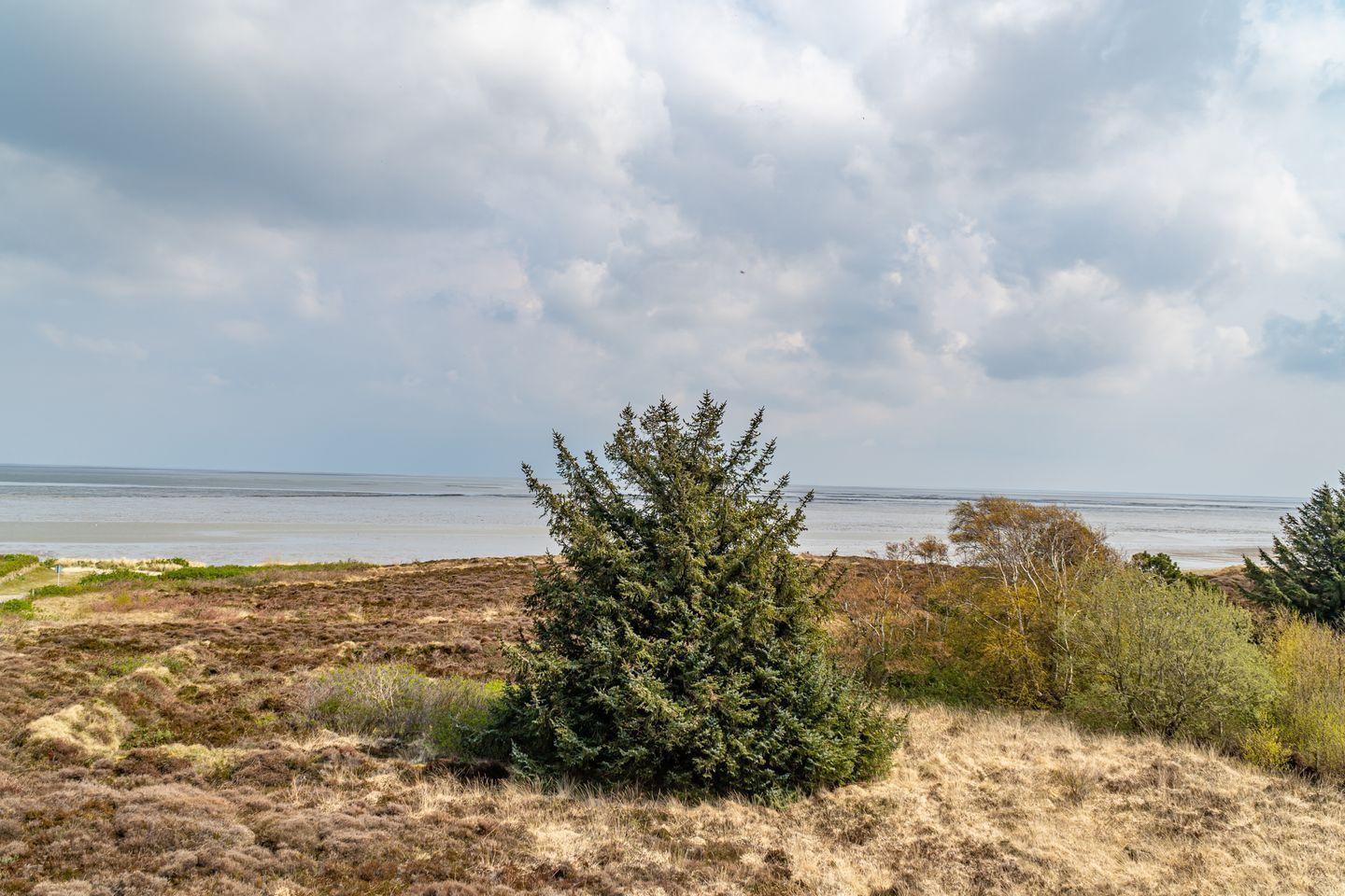 View of a beach with marshland and trees under a cloudy sky.