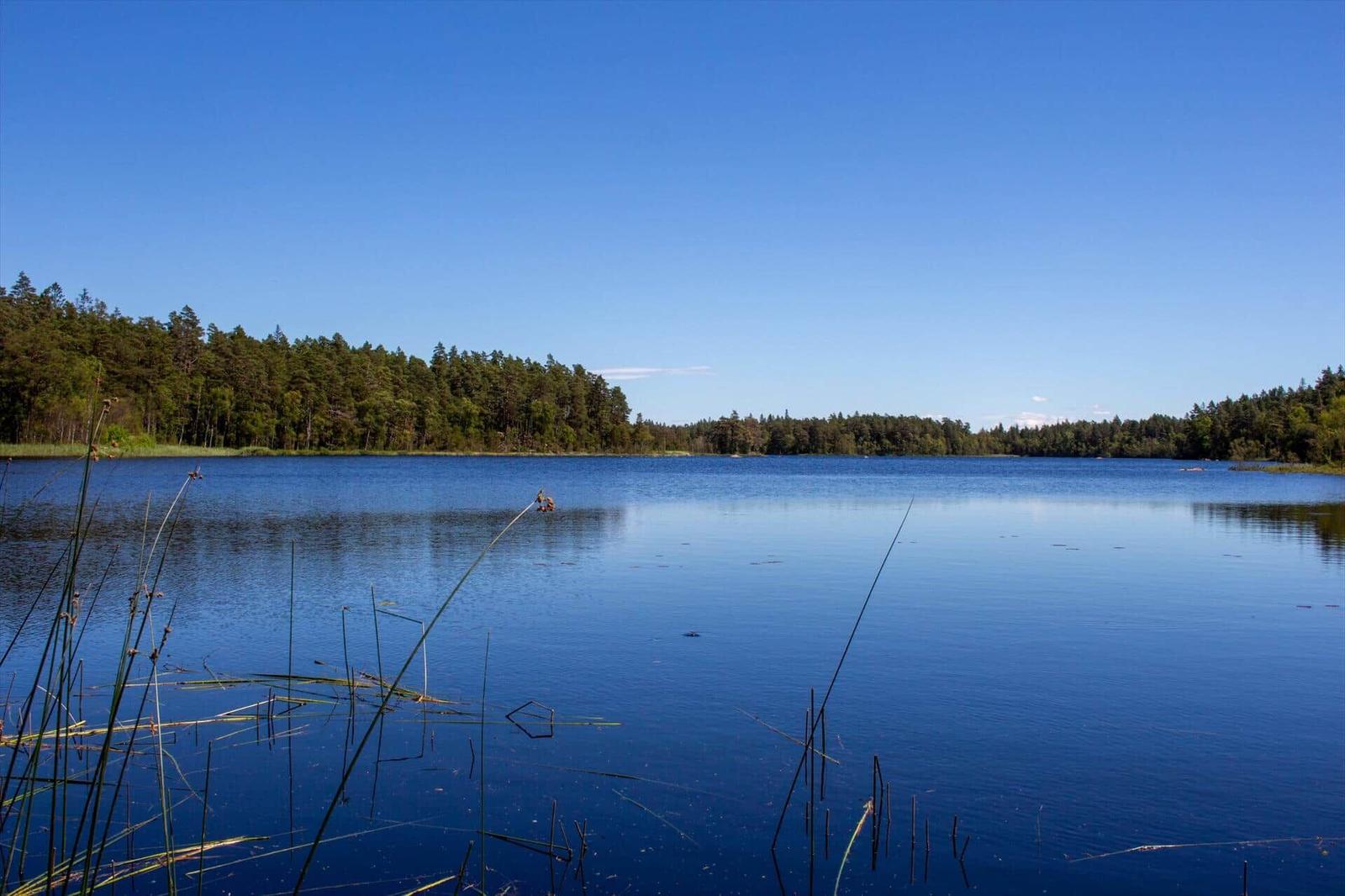 Ein ruhiger See mit Wald am Ufer und Schilf im Vordergrund unter klarem Himmel.
