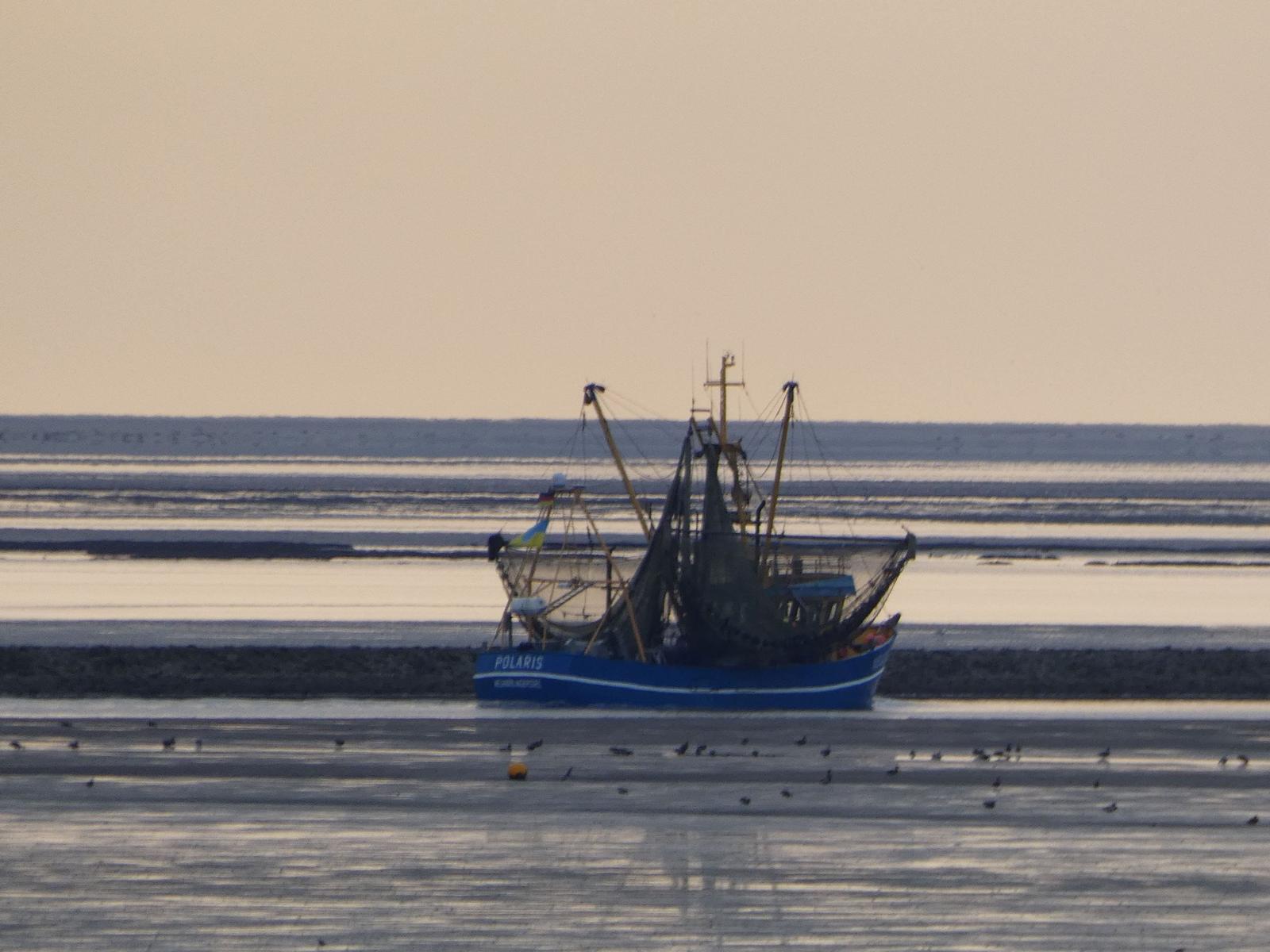 Ein blauer Fischerboot liegt auf dem Watt. Vögel sind im Hintergrund sichtbar.