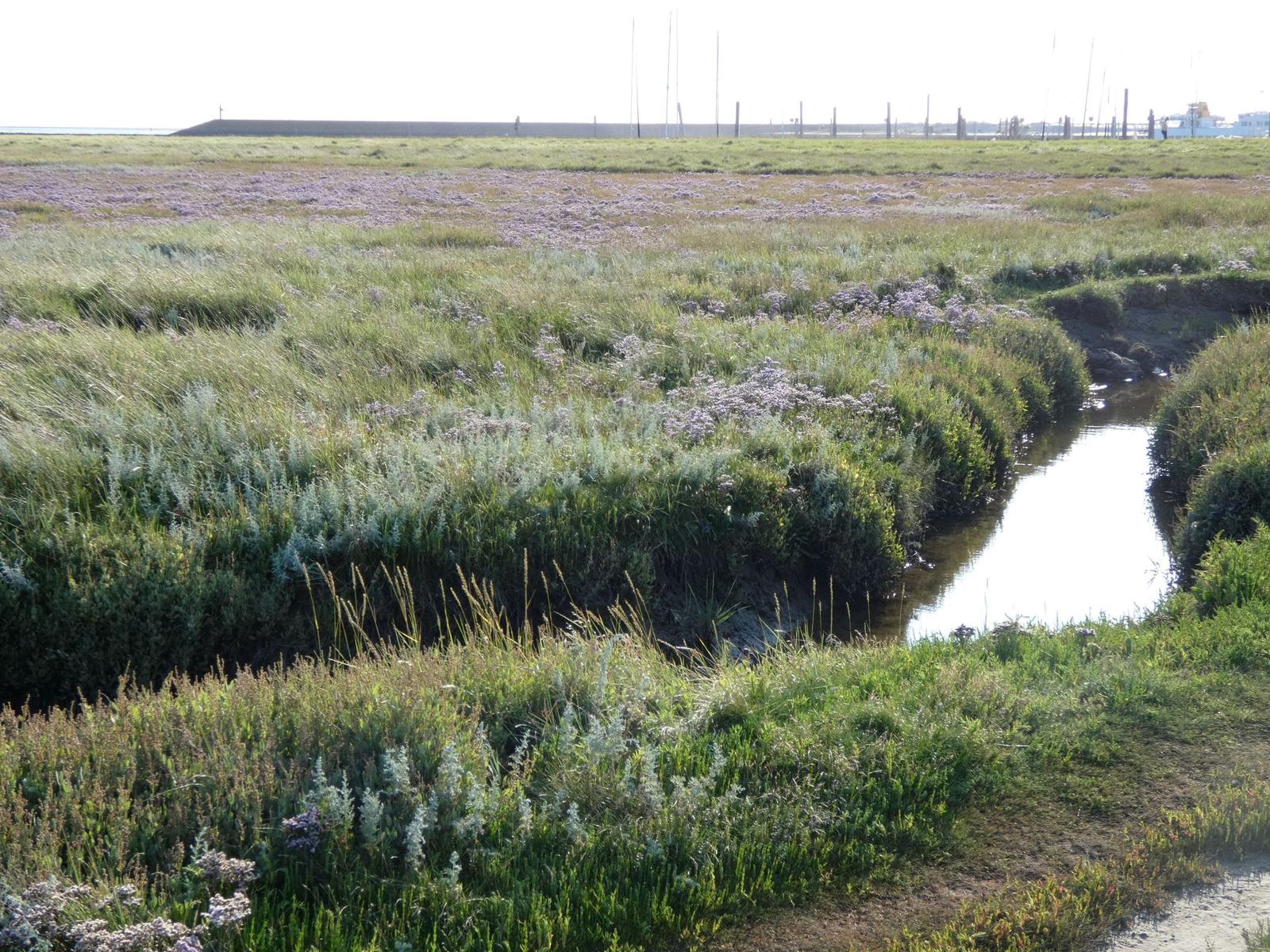 Ein Fluss schlängelt sich durch eine grüne, blühende Wiese mit Masten im Hintergrund.