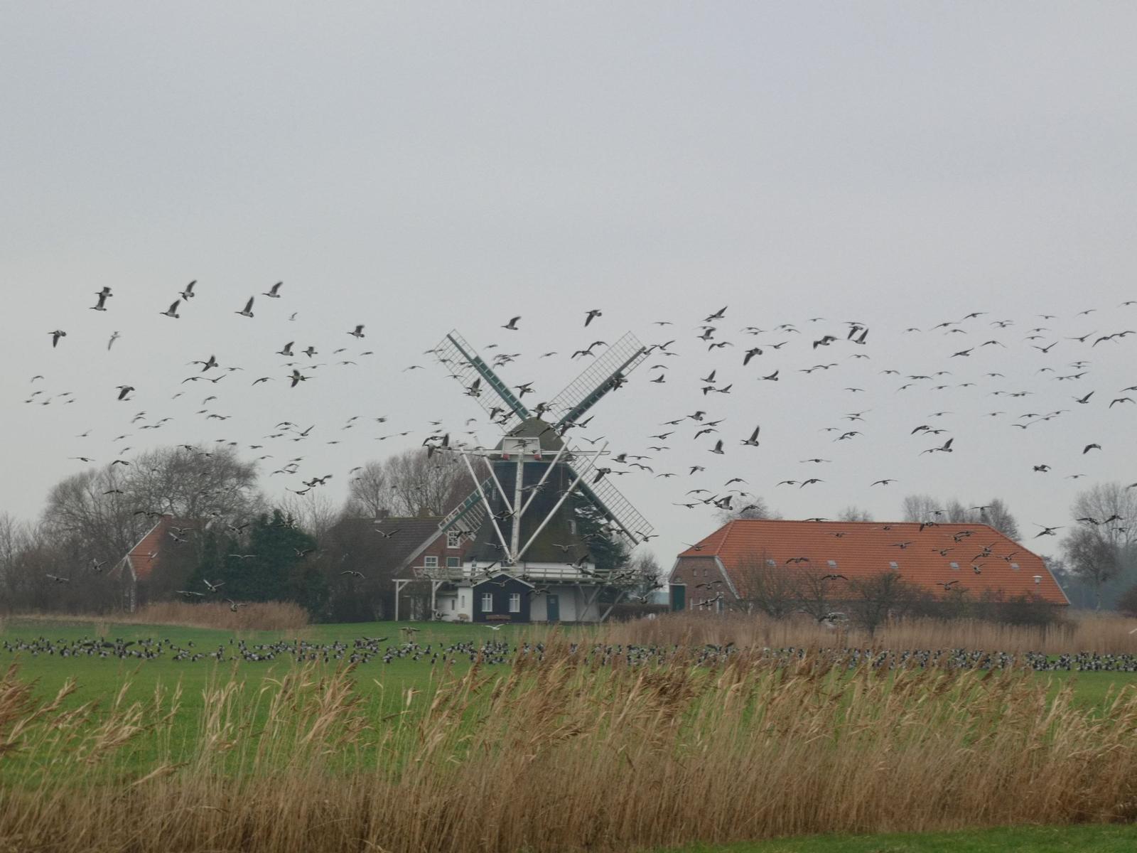 Windmühle mit vielen Vögeln im Hintergrund und rotem Dachhaus.