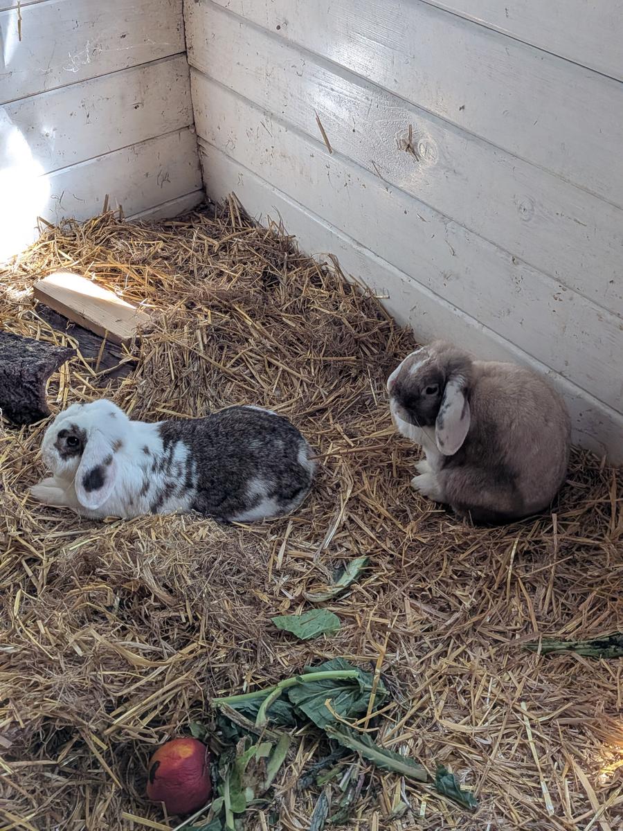 Zwei Kaninchen sitzen auf Stroh in einem Stall mit weißen Wänden.