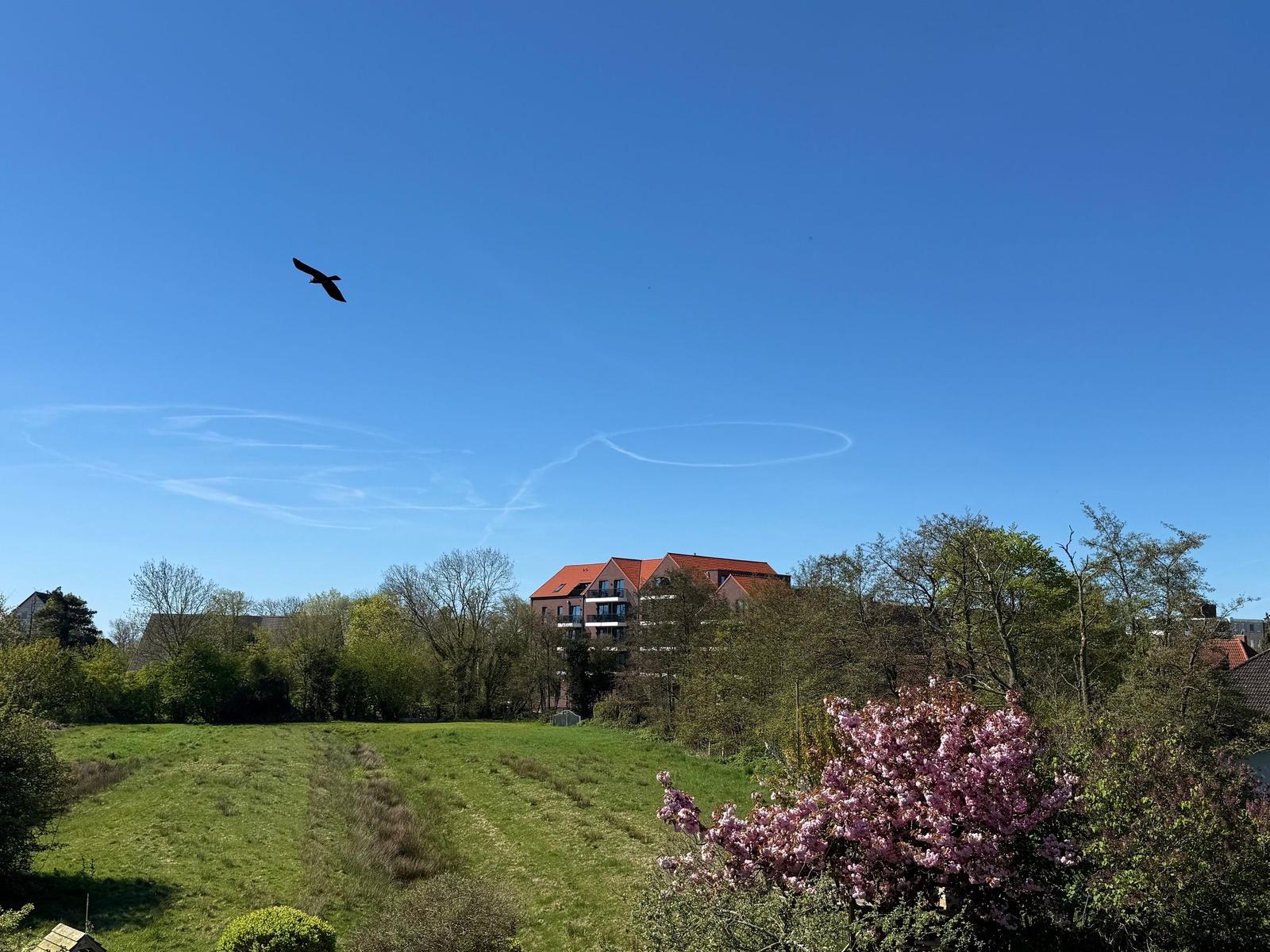 Ein Vogel fliegt über einen grünen Feldbereich mit einem Haus und blühenden Sträuchern im Hintergrund.