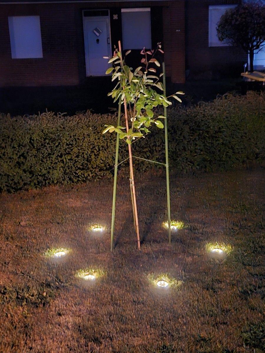 Young plant with support stakes in garden, surrounded by ground lights at night.