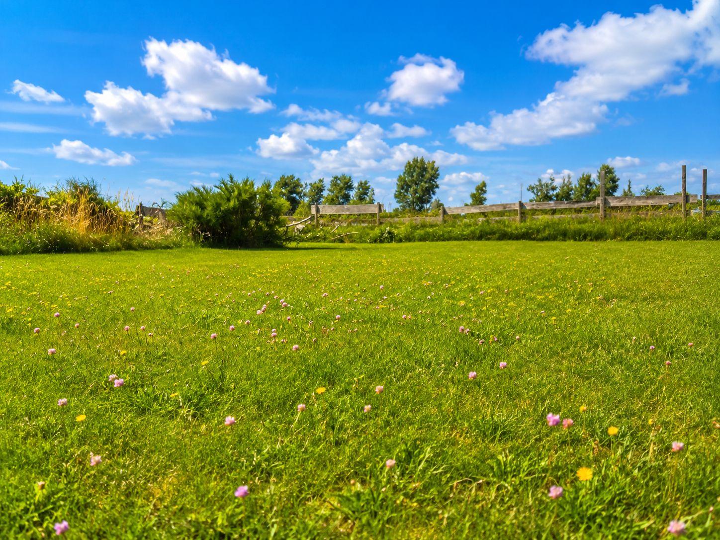 Grünes Feld mit Blumen unter blauem Himmel und Holzzaun im Hintergrund.