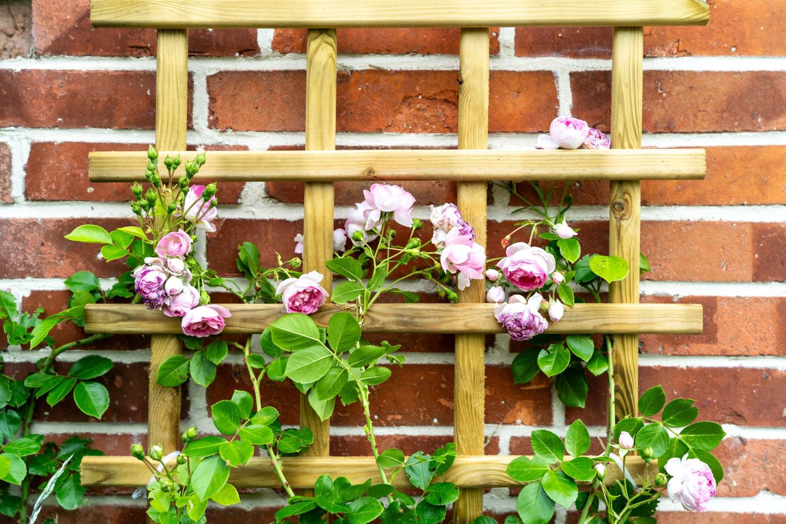 Rosengesträuch an einem Holzgitter vor einer Backsteinmauer.