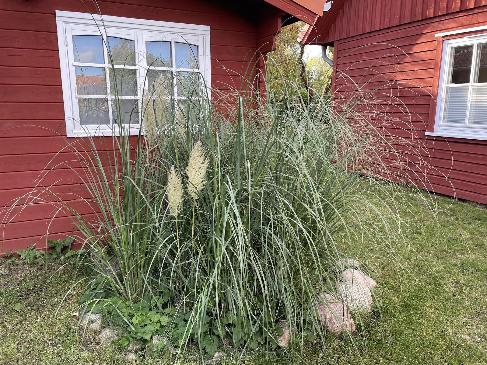 Rotes Holzhaus mit weißen Fenstern und hohem Gras im Vorgarten.
