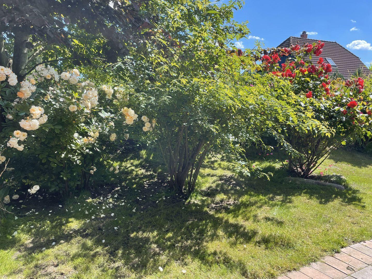 Garten mit blühenden Rosensträuchern und grünem Rasen unter blauem Himmel.