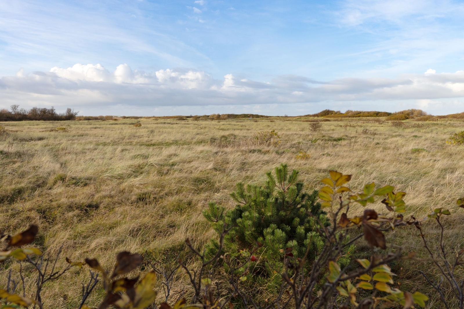 Weitläufiges Grasland unter blauem Himmel mit vereinzelten Büschen im Vordergrund.