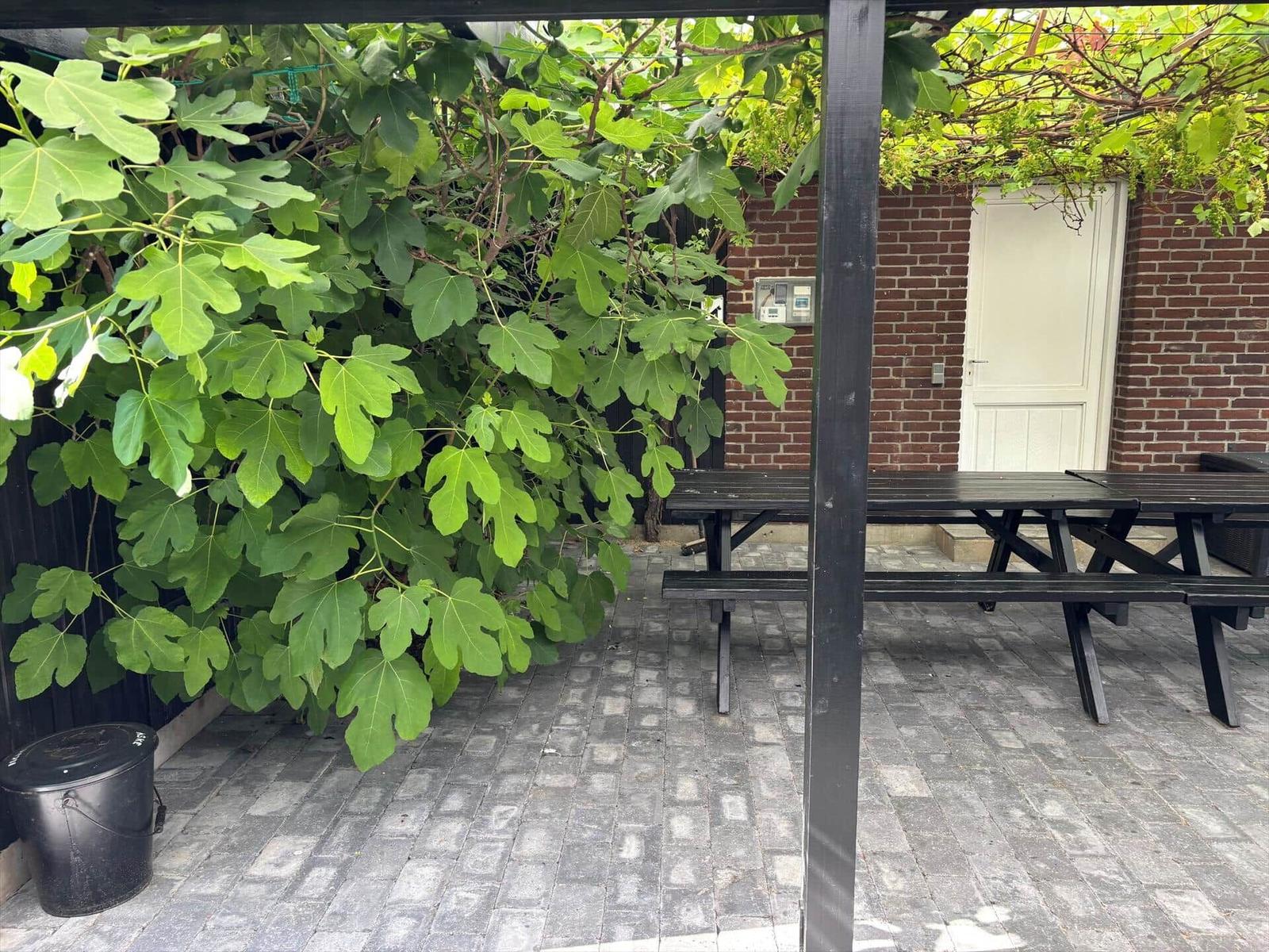 Patio with table and benches under pergola with green leaves and red brick house in background.