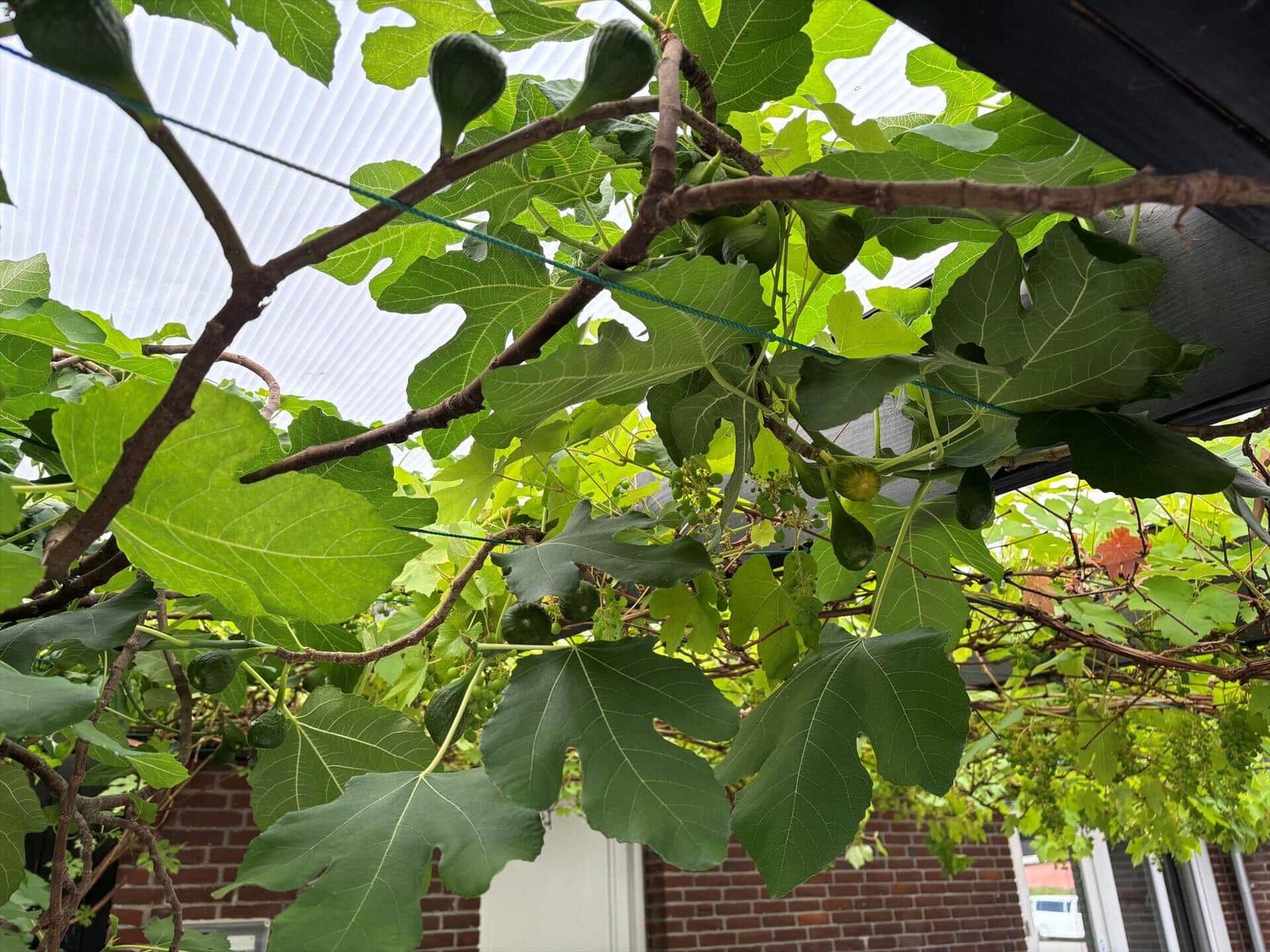 Fig tree with green fruits and large leaves under a roof