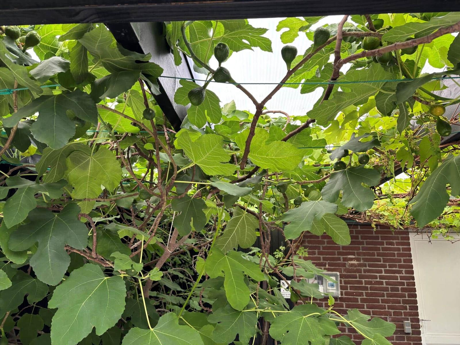 Fig trees with green fruits under a canopy