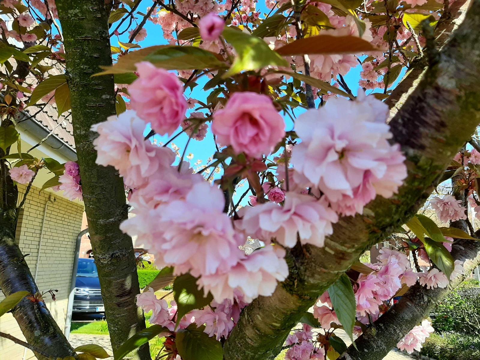 Cherry blossom tree with pink flowers and green leaves against blue sky.