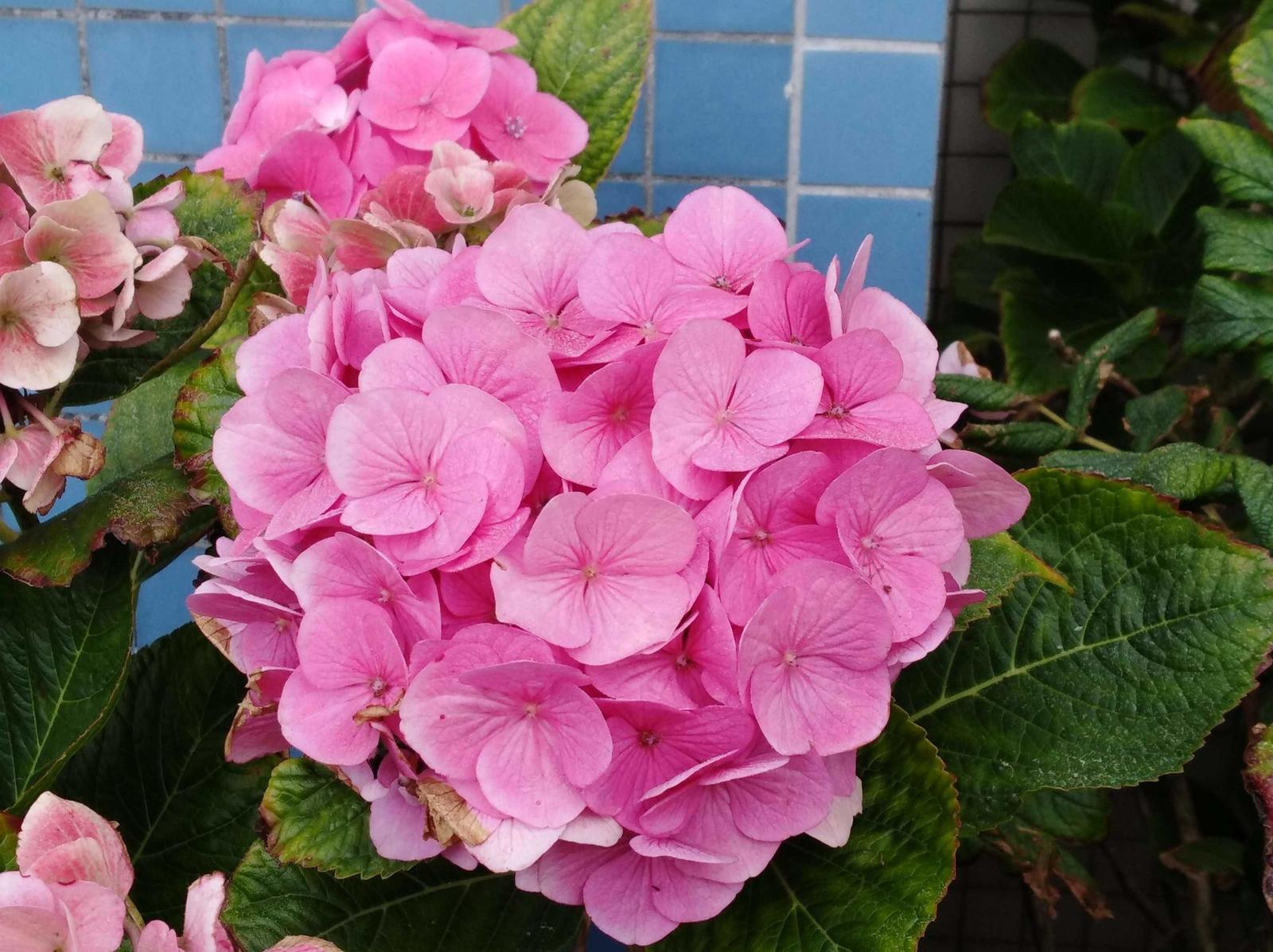 Blume am Balkon