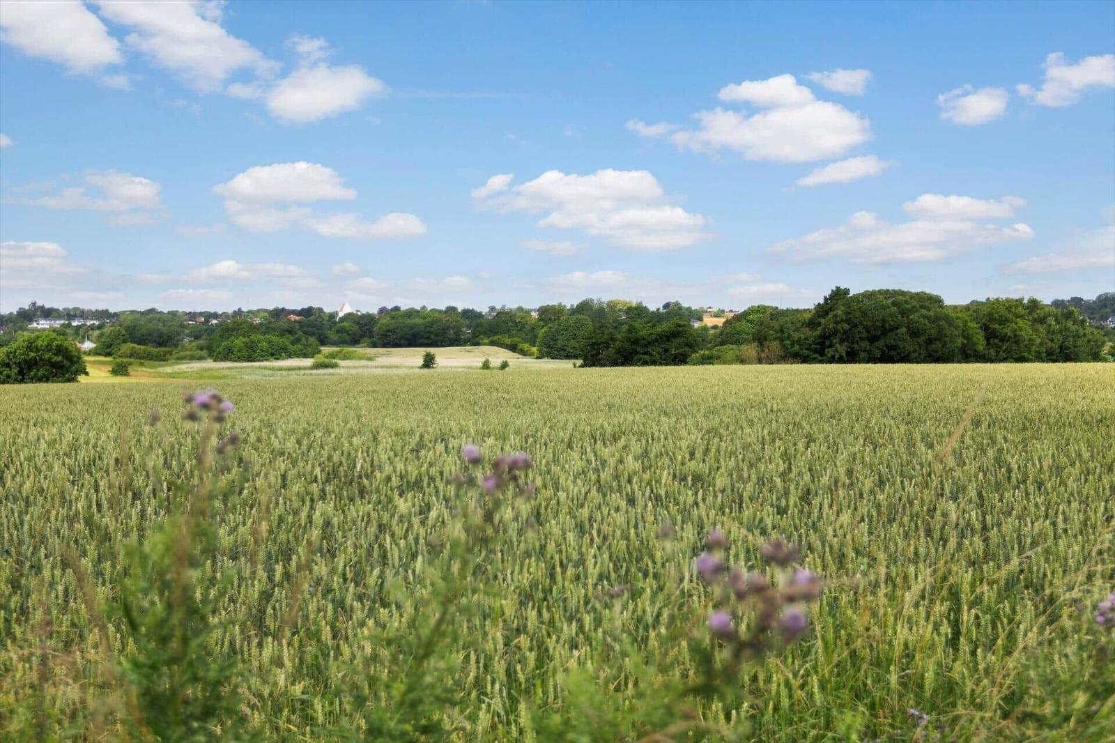 Weite Felder mit Getreide unter blauem Himmel mit weißen Wolken.