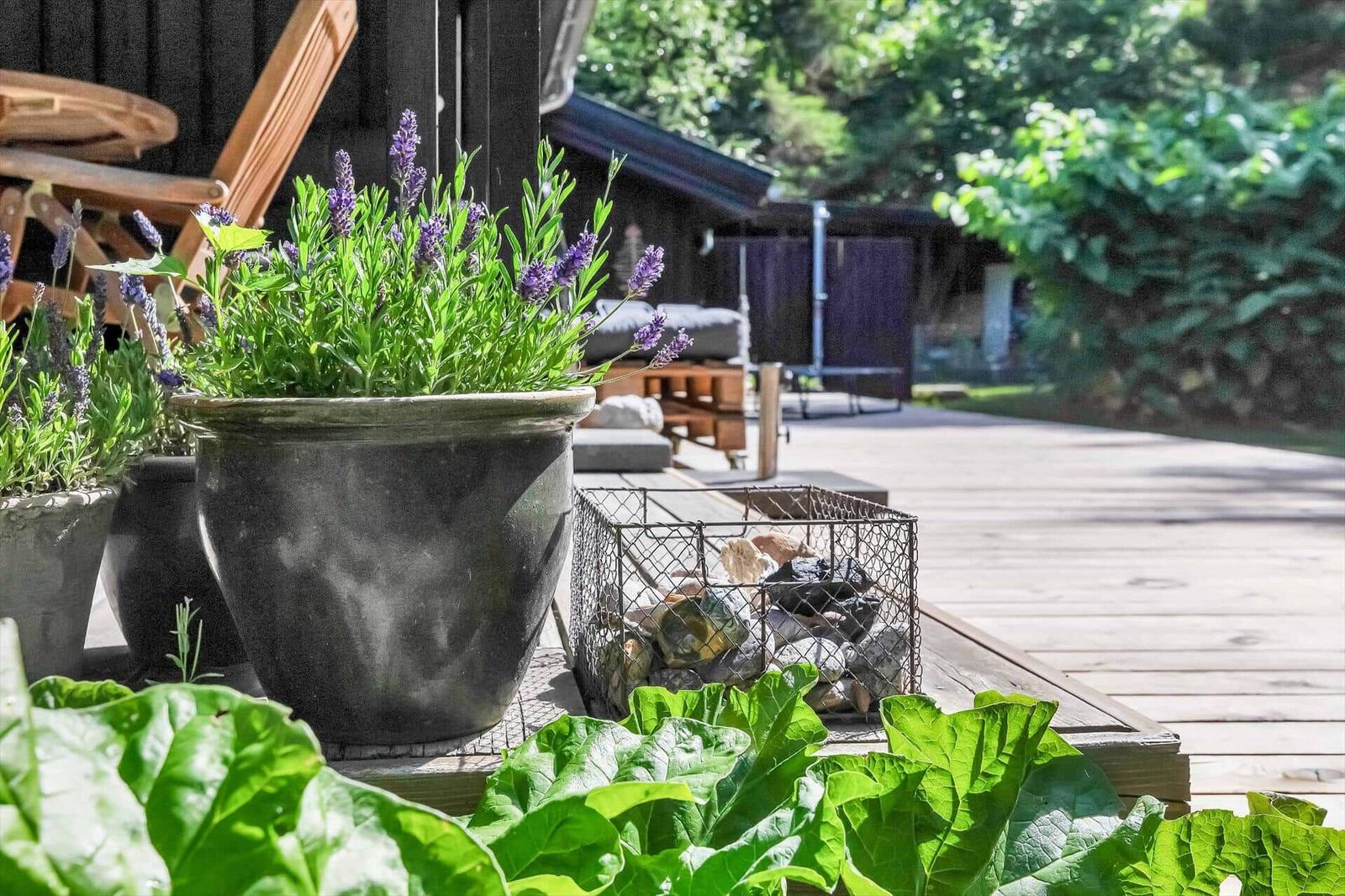 Terrasse mit Lavendel in Töpfen und Steinurne. Hintergrund: Holzhaus und grüne Vegetation.