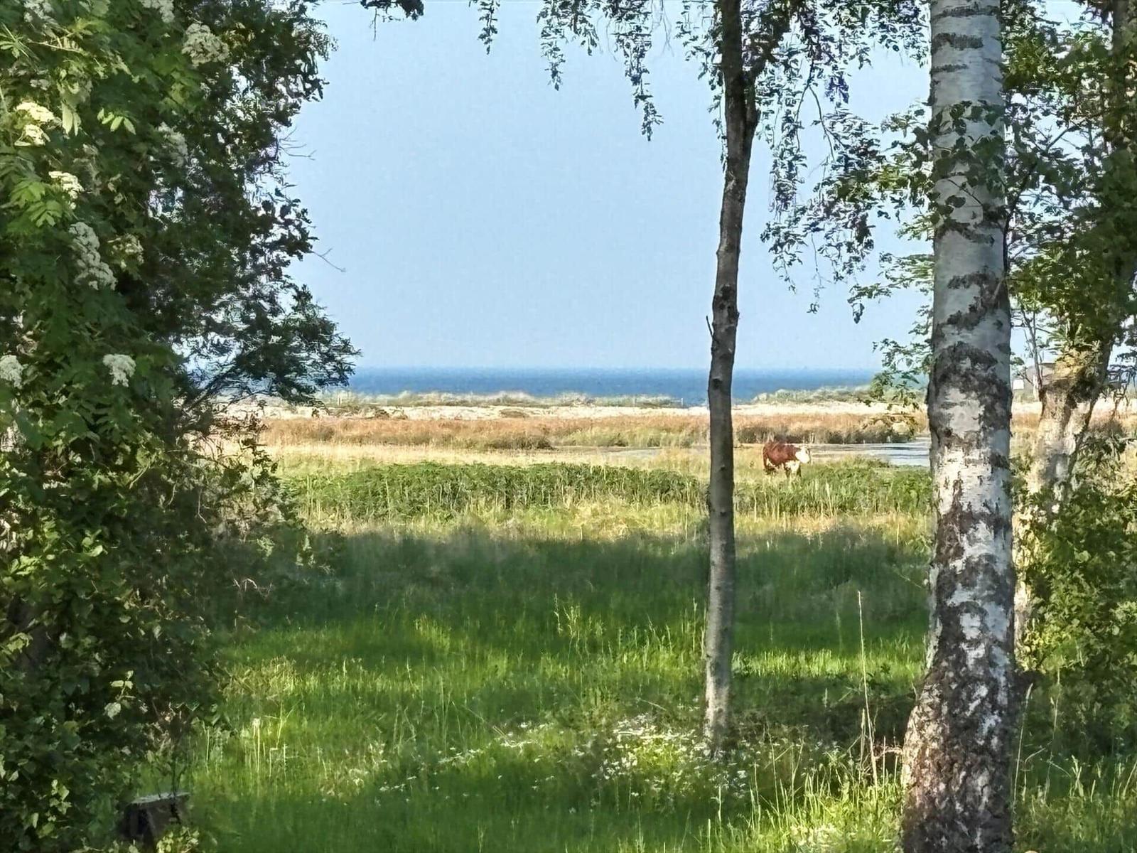 Grünes Feld mit Bäumen und Blick auf das Meer