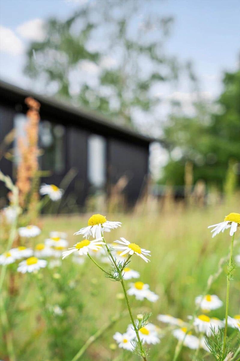 Dahinter liegt ein modernes Haus inmitten einer grünen Wiese mit Blumen.