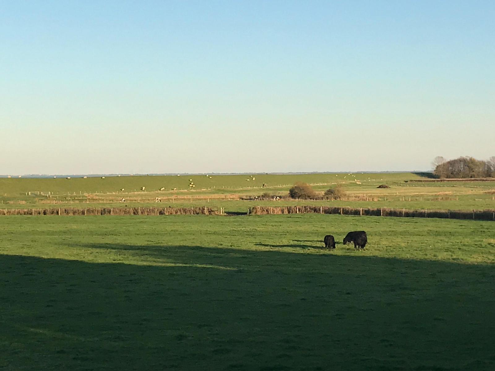 Weitläufiges Grasland mit schwarzen Rindern und vereinzelten Schafen im Hintergrund.