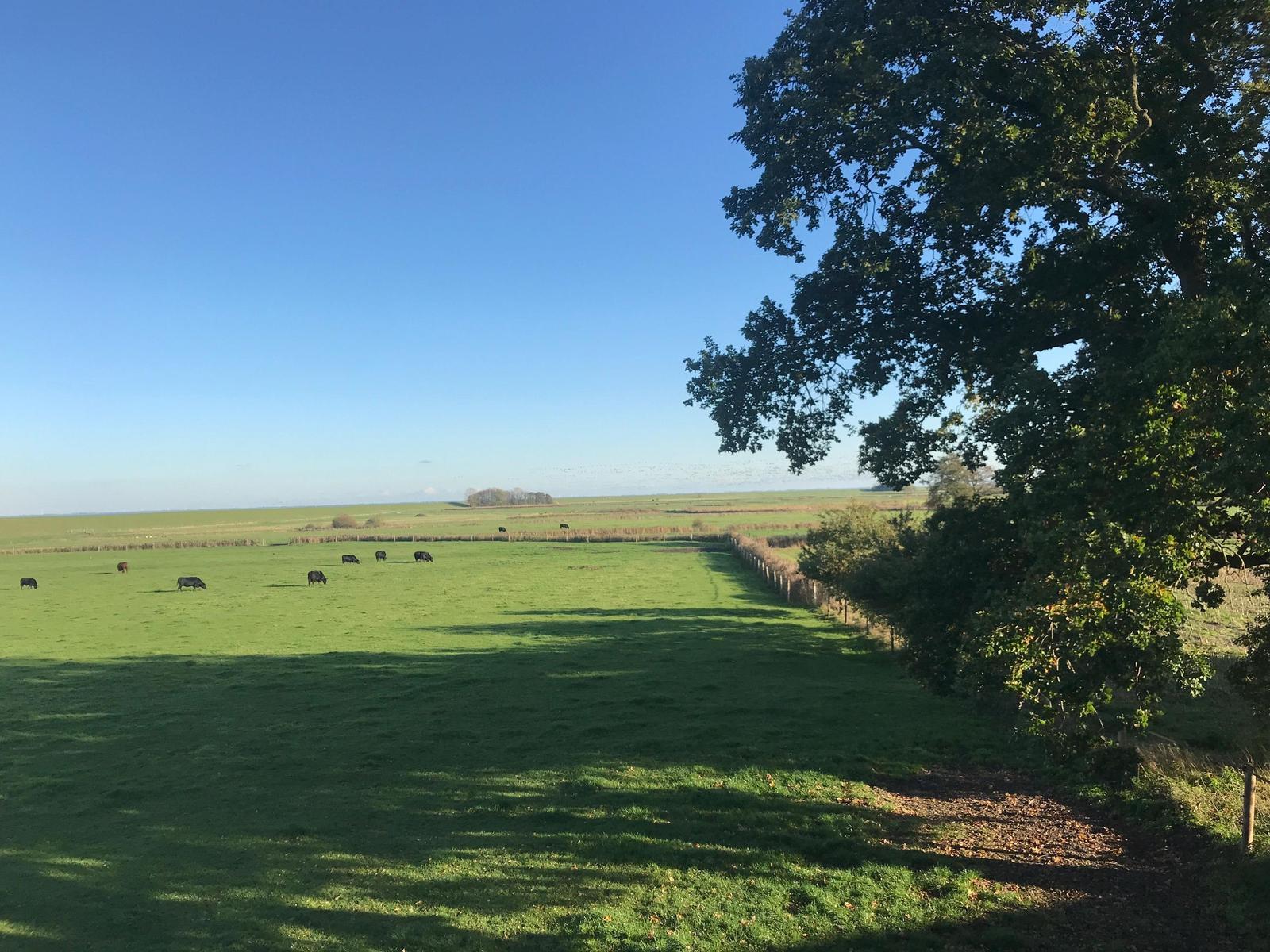 Weite grüne Wiese mit Kühen unter blauem Himmel. Großer Baum rechts im Vordergrund.